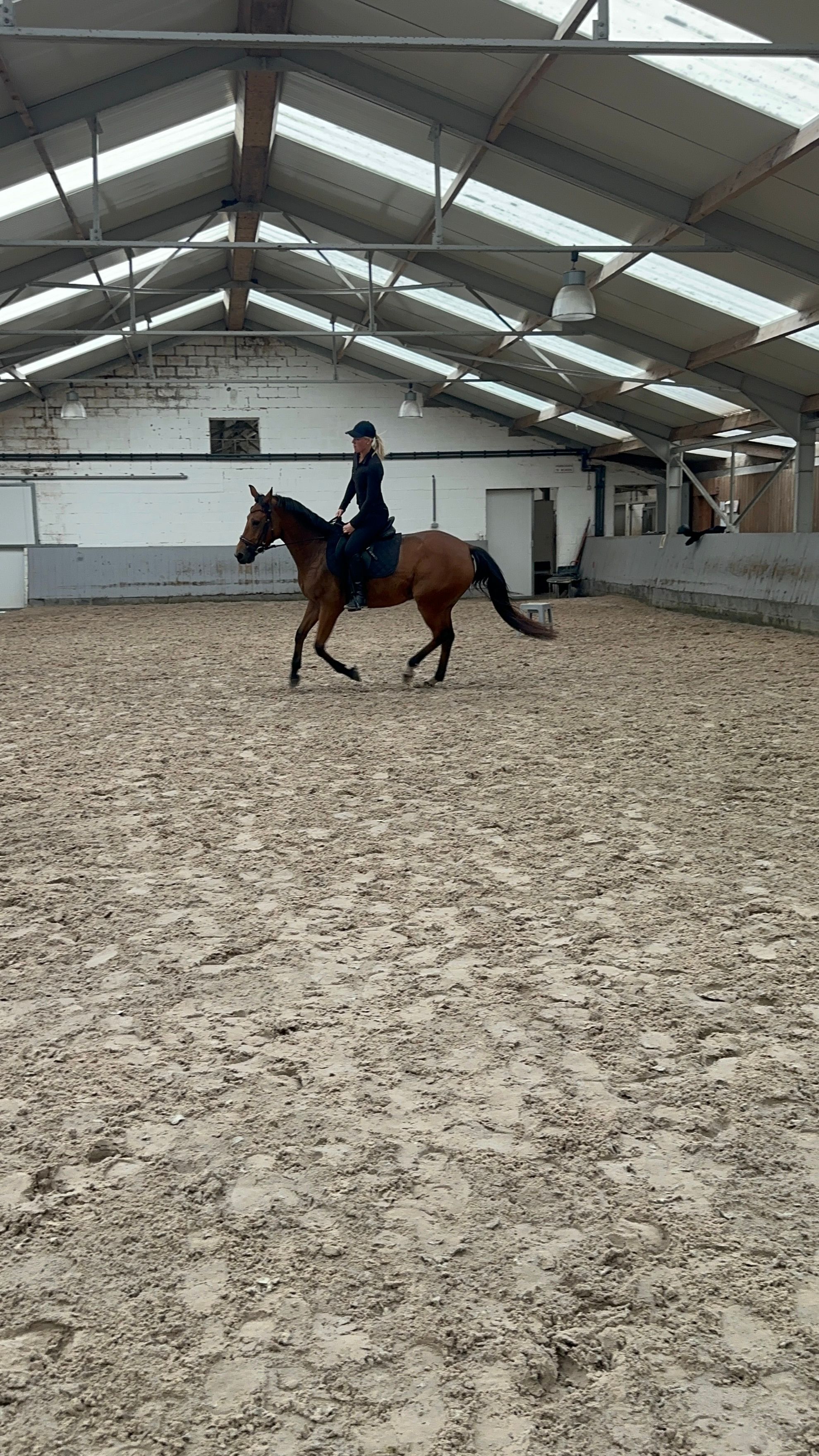 allrounder merrie 5 anni bruin in vendita - Foto 5