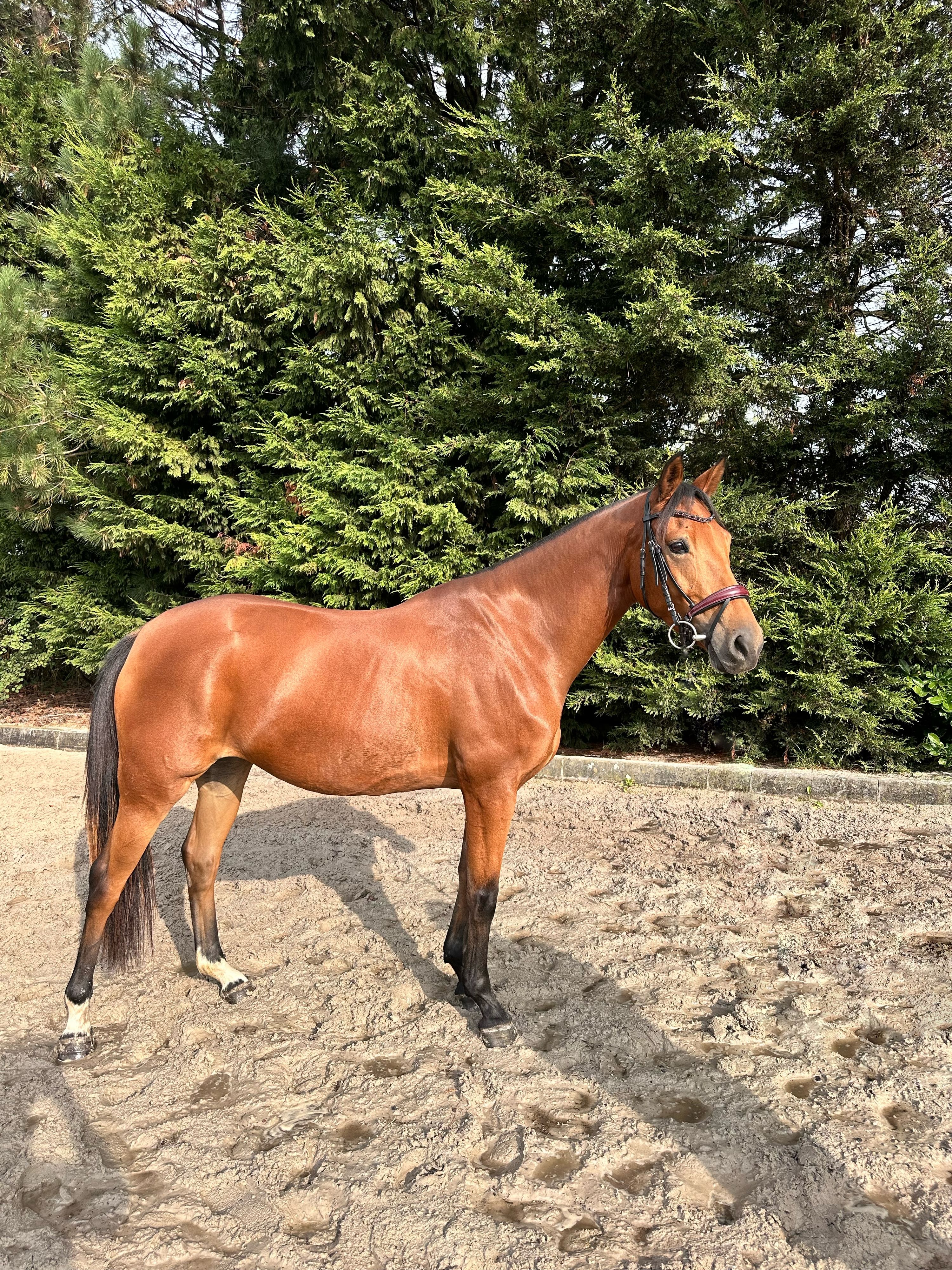 allrounder merrie 5 anni bruin in vendita - Foto 2