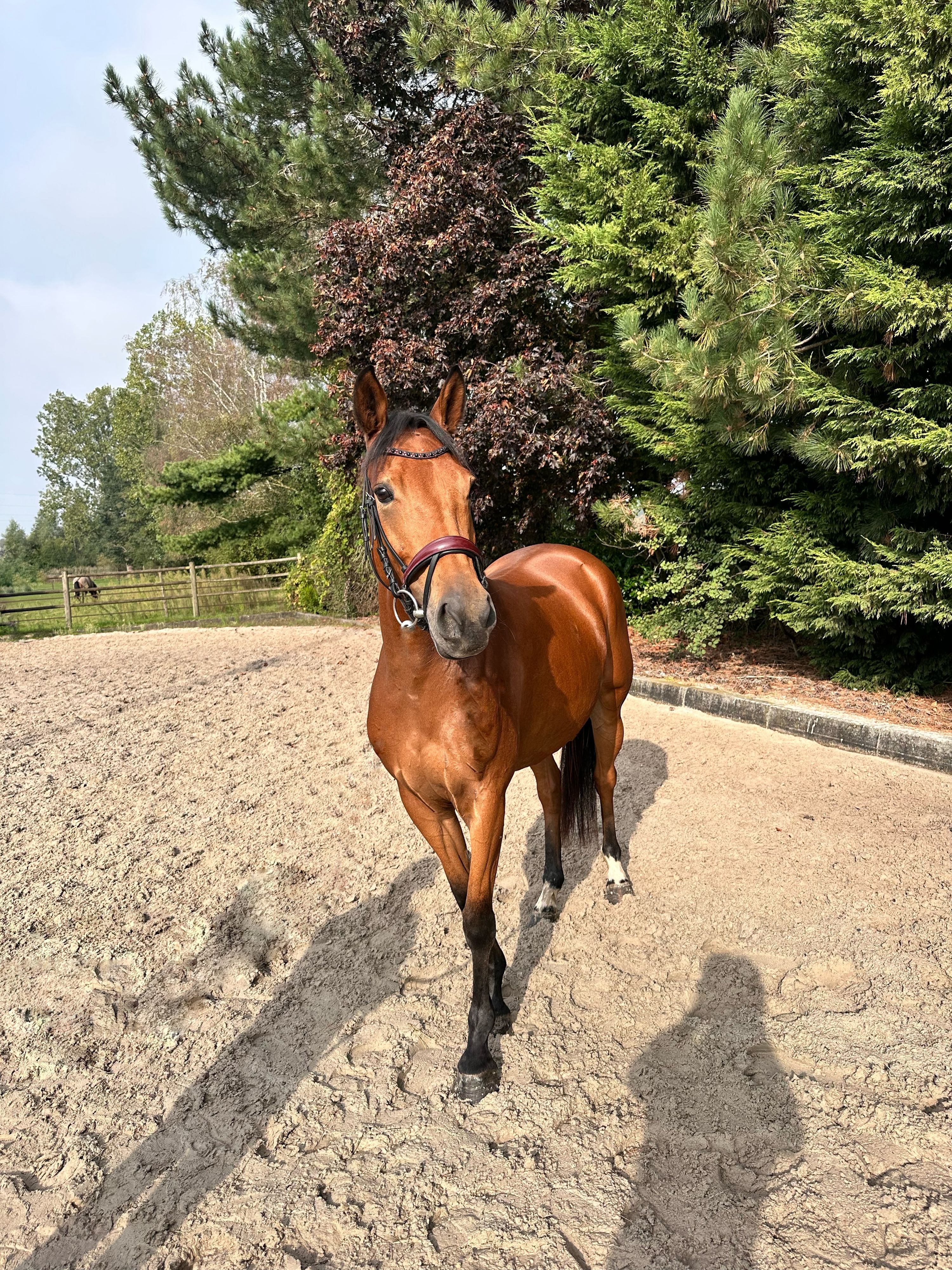 allrounder merrie 5 anni bruin in vendita - Foto 3