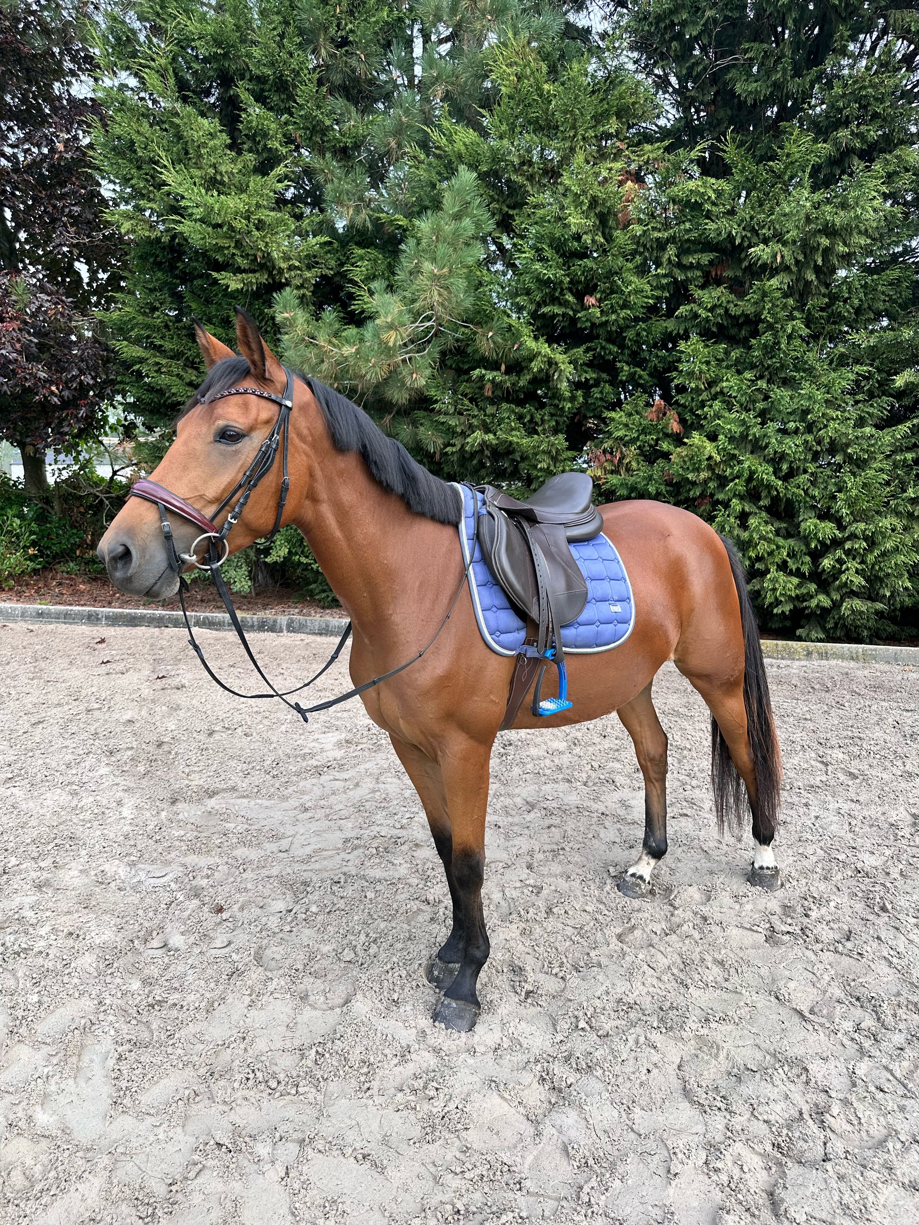 allrounder merrie 5 anni bruin in vendita - Foto 4