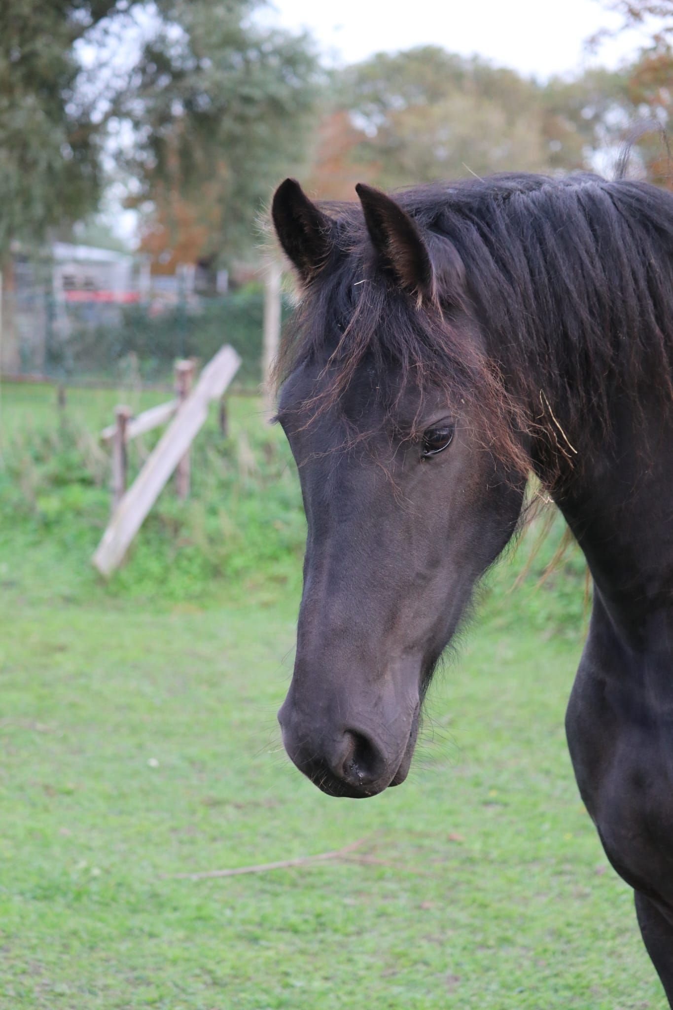 fries merrie 2 anni in vendita - Foto 2