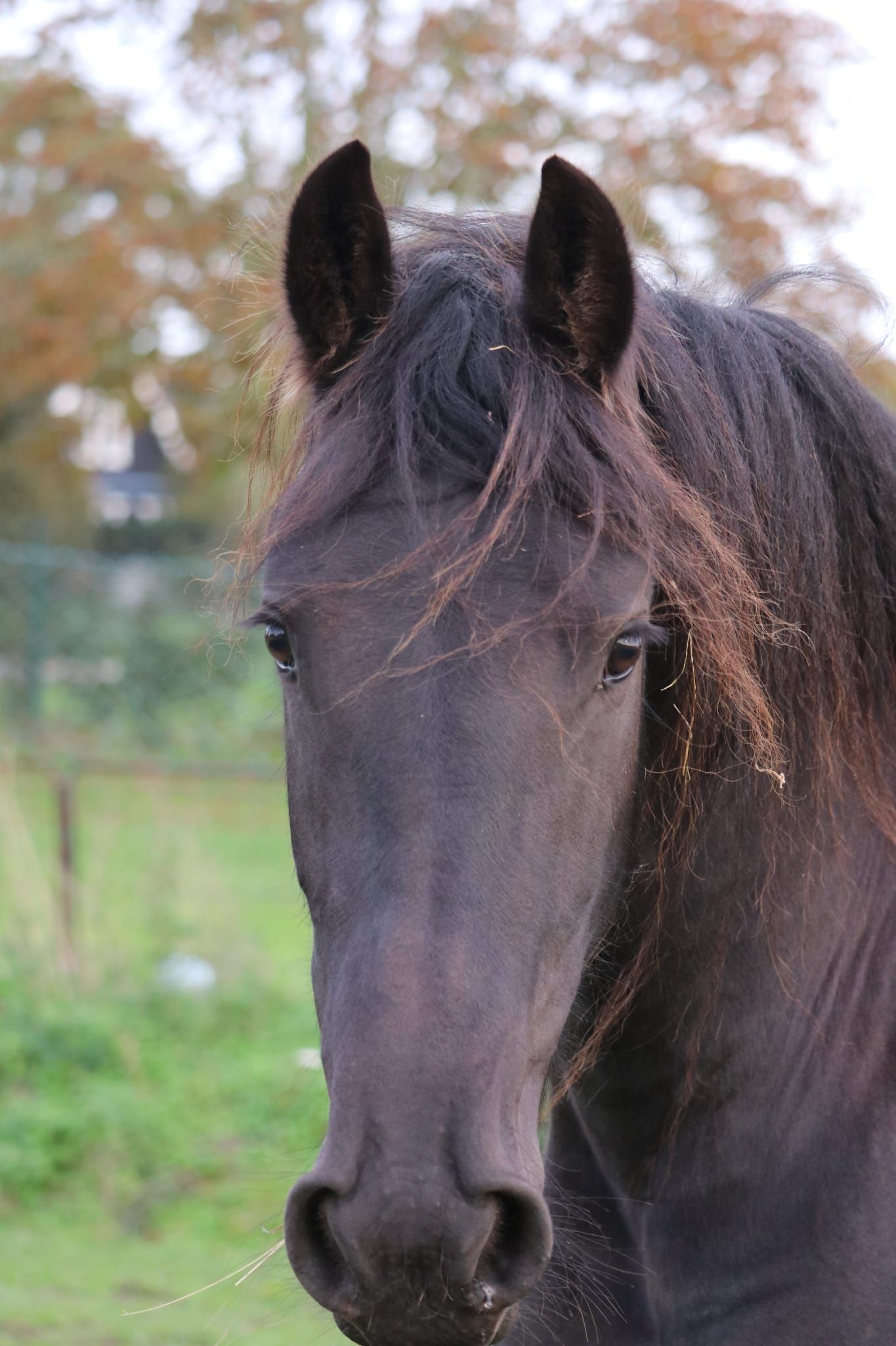 fries merrie 2 anni in vendita - Foto 3