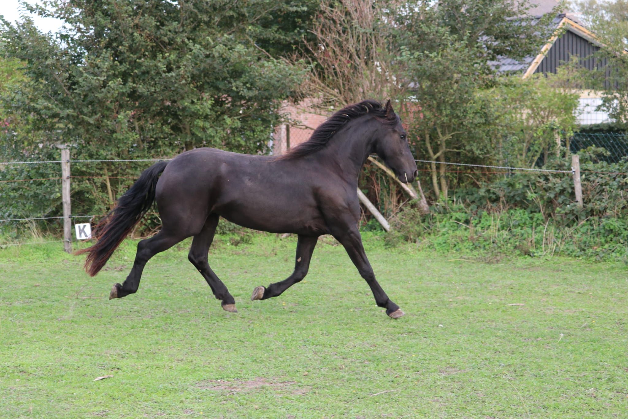 fries merrie 2 anni in vendita - Foto 4