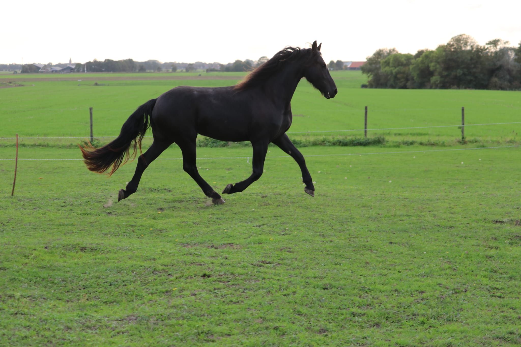 fries merrie 2 anni in vendita - Foto 6
