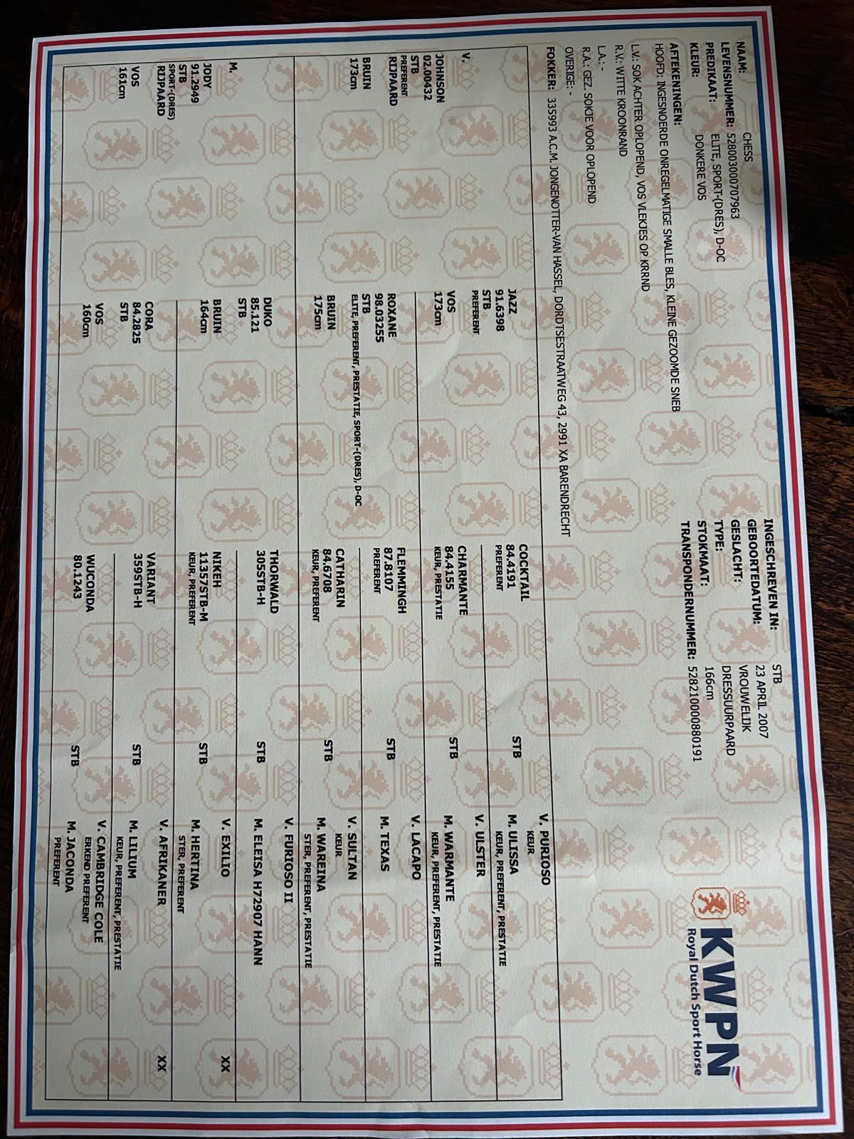kwpn dressuurpaard ruin 5 jaar zwart te koop - Foto 4