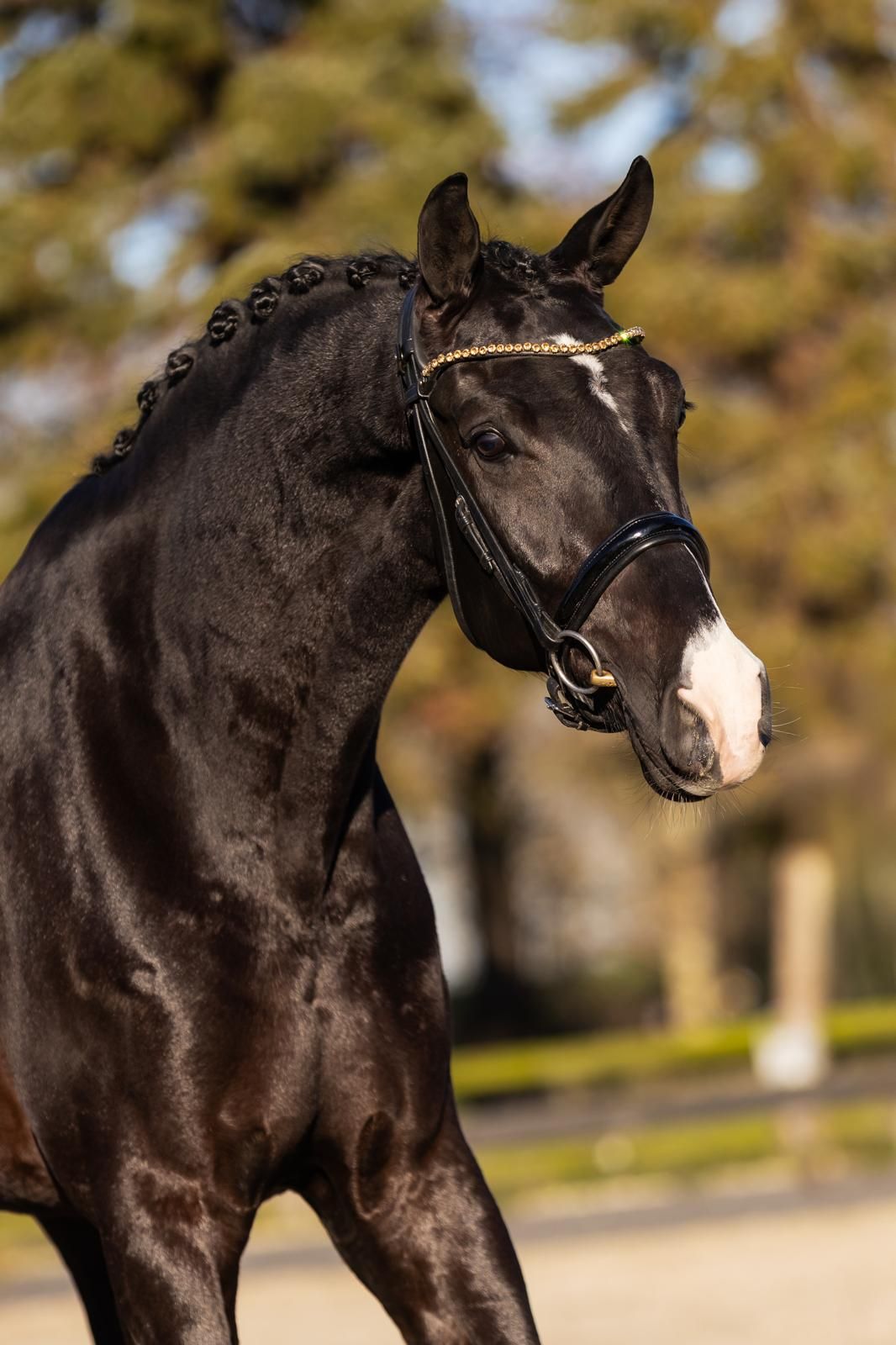 Talentuoso castrone nero di 5 anni - Jameson x Johnson - 1,70 m