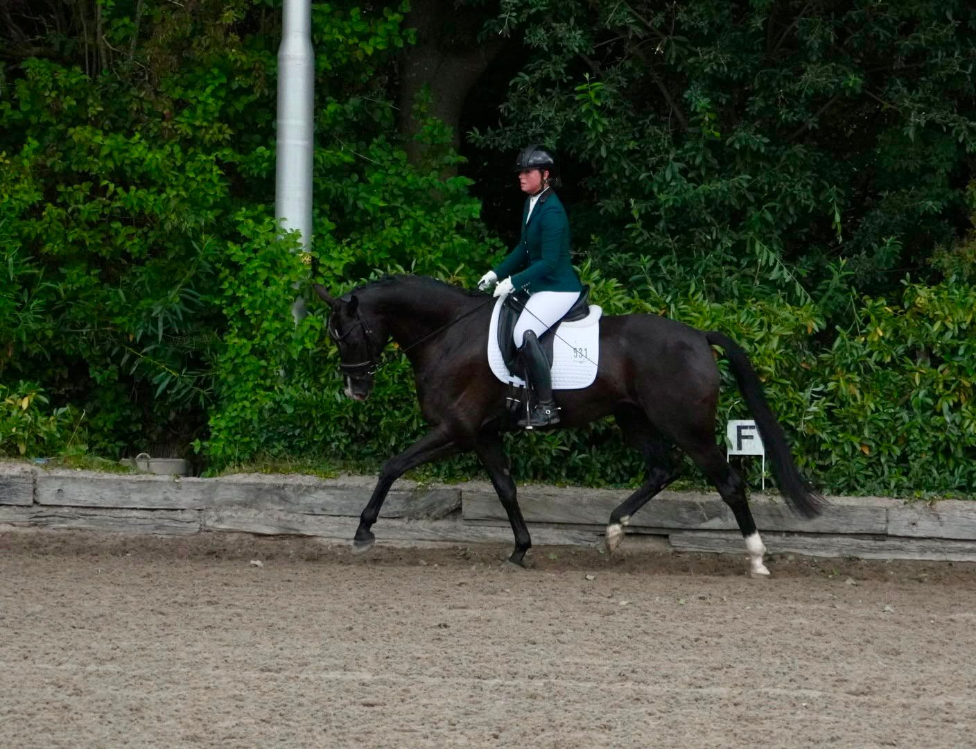kwpn dressuurpaard ruin 5 jaar zwart te koop - Foto 2