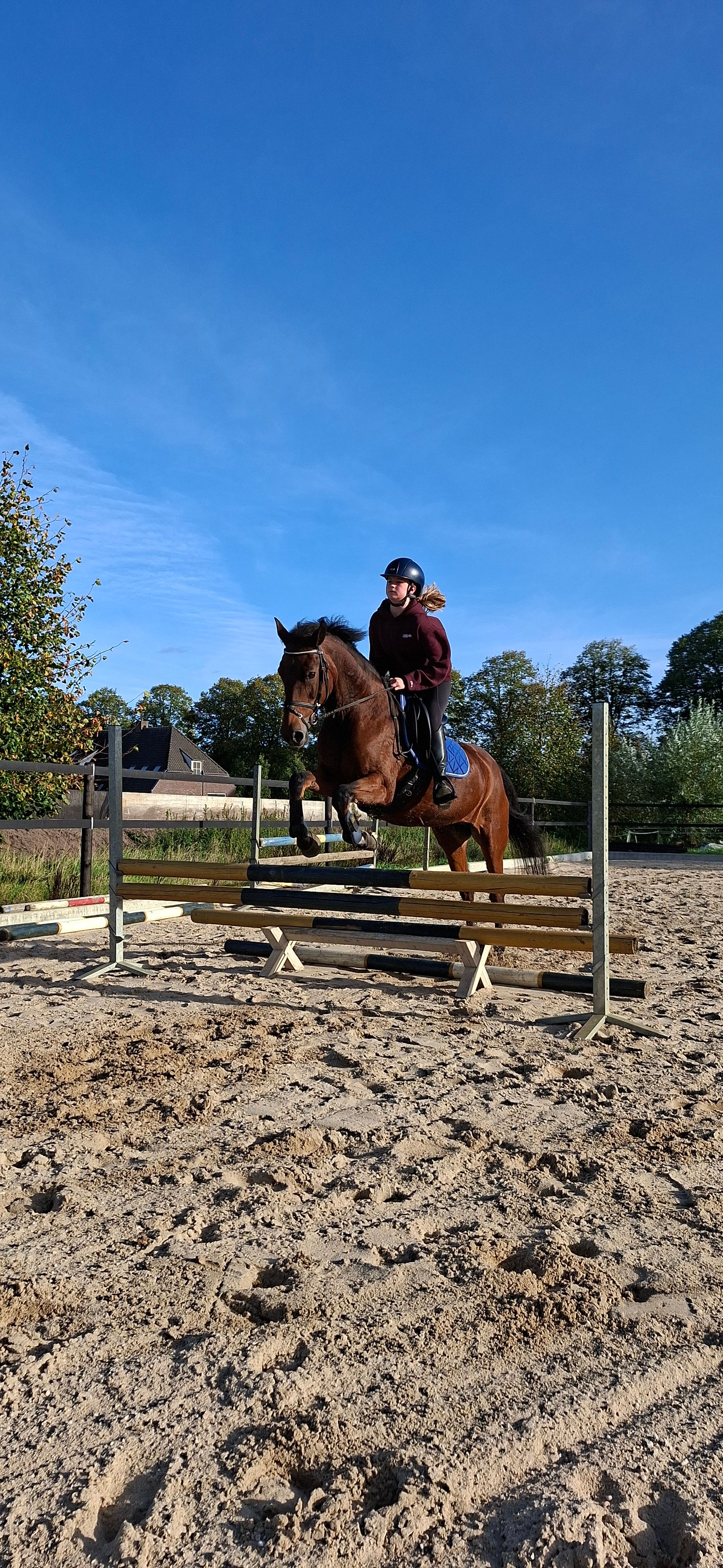 nrps allround-pony merrie 21 år donkerbruin till salu - Foto 3