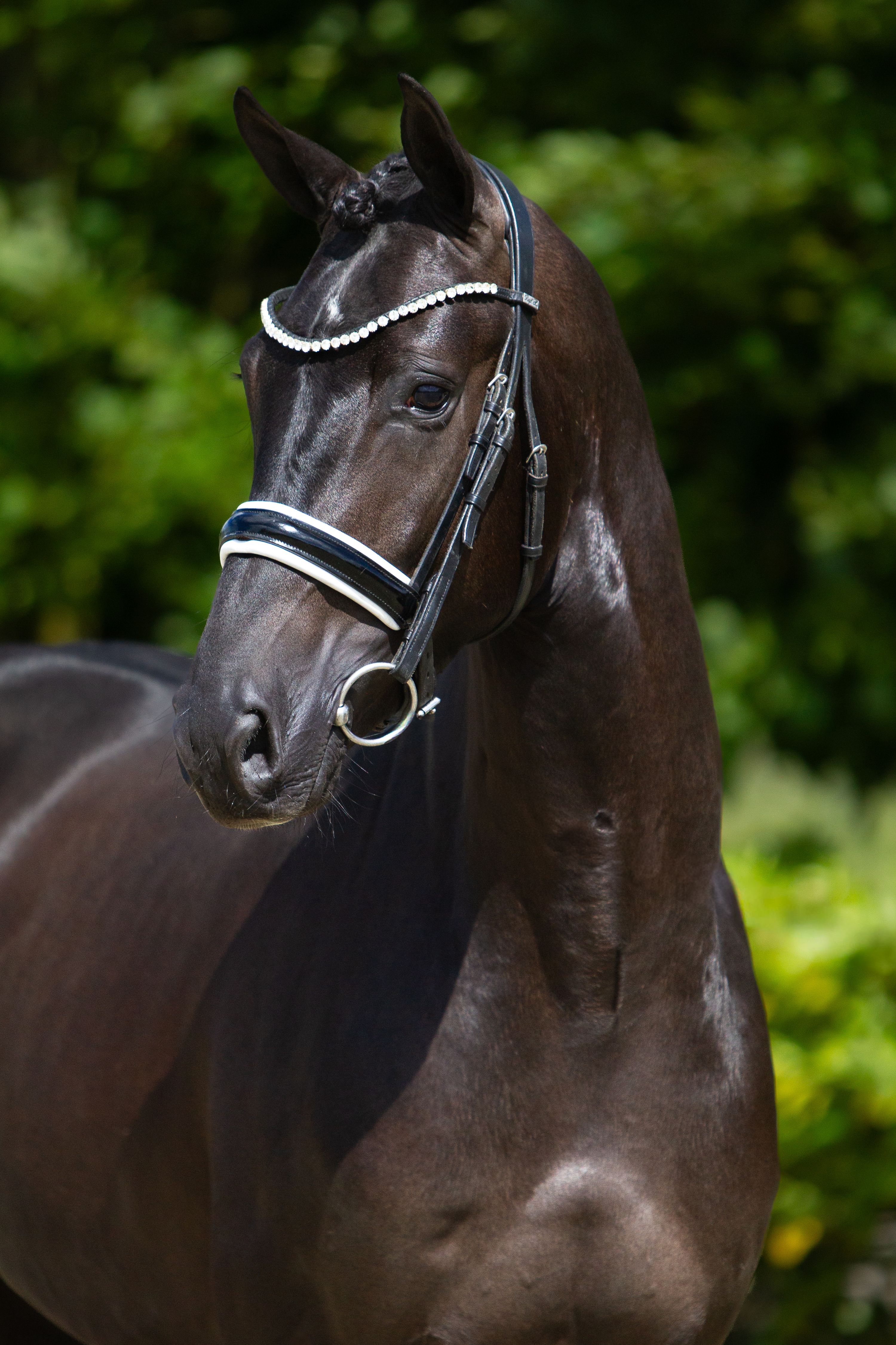 Dressage stallion from Barton