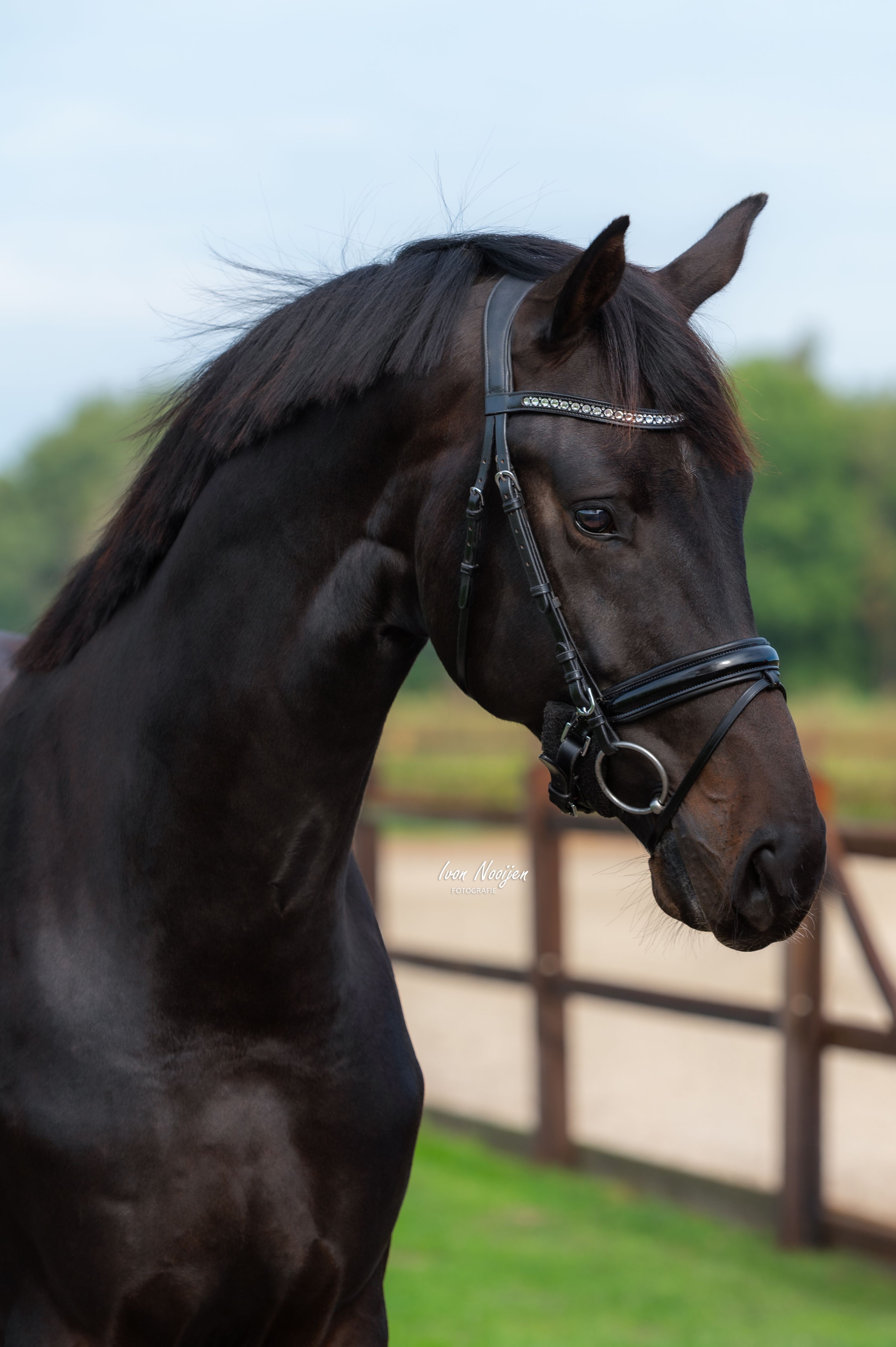 kwpn dressuurpaard hengst 2 years old donkerbruin for sale - Photo 3