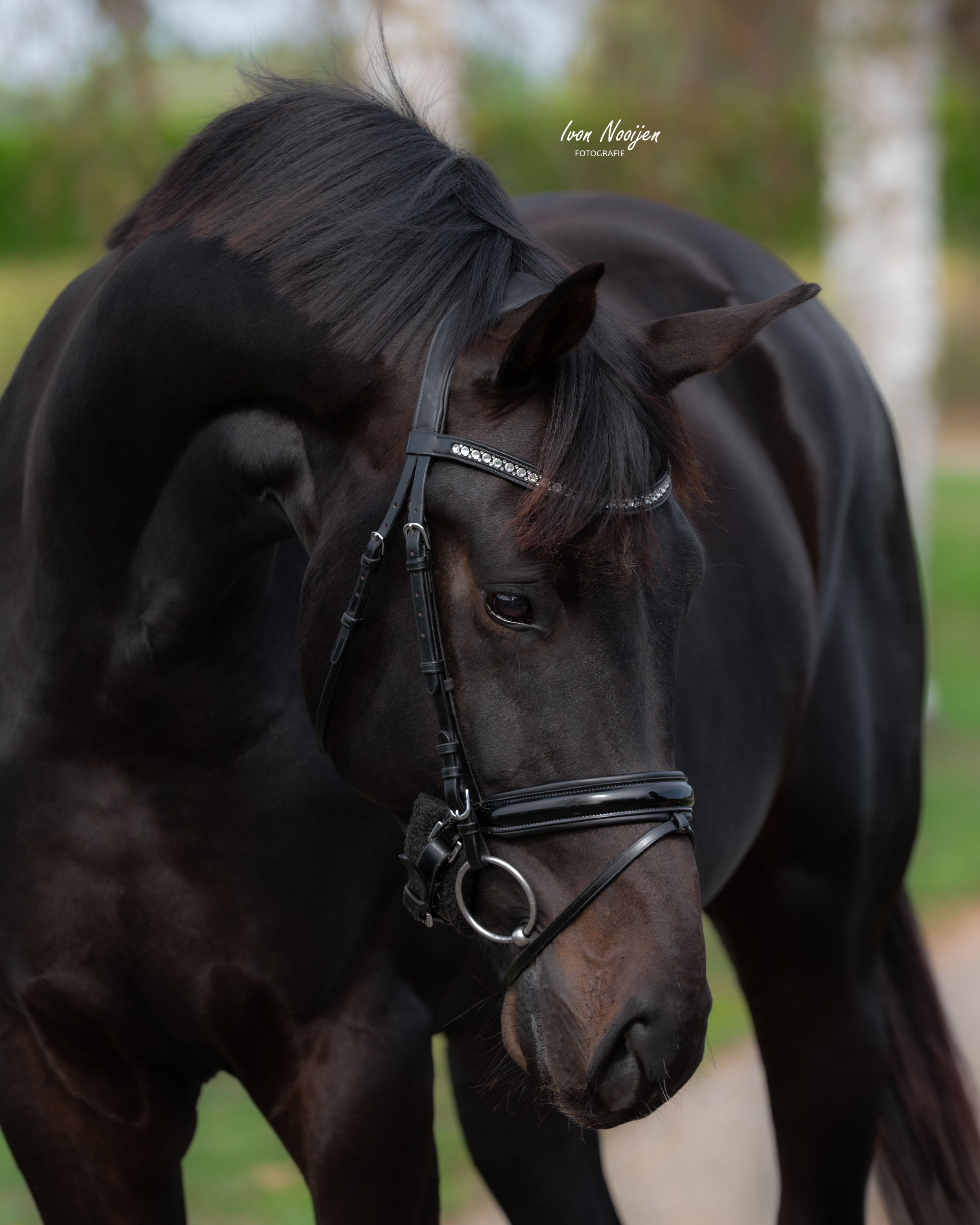 kwpn dressuurpaard hengst 2 years old donkerbruin for sale - Photo 4