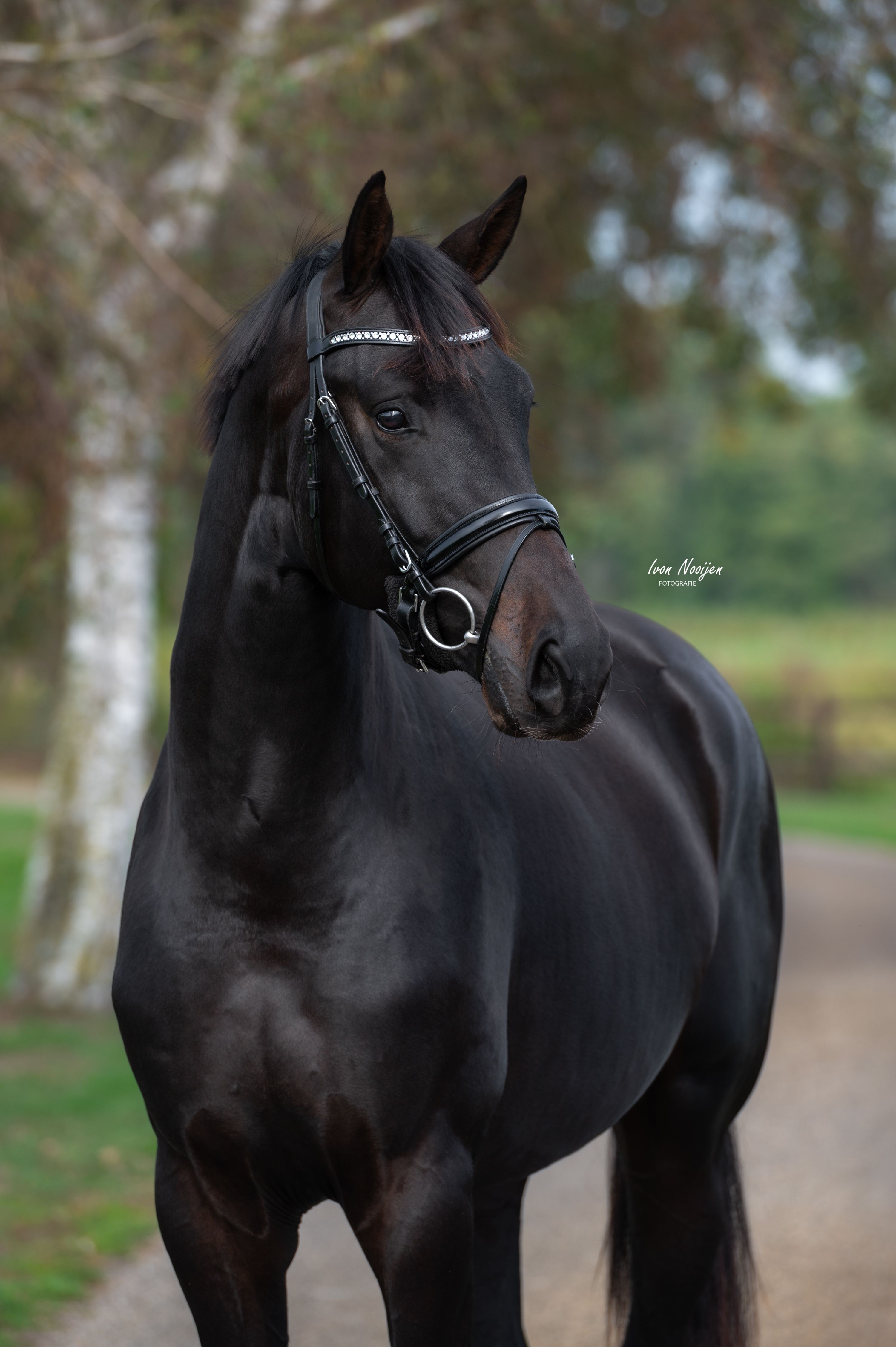 kwpn dressuurpaard hengst 2 years old donkerbruin for sale - Photo 5