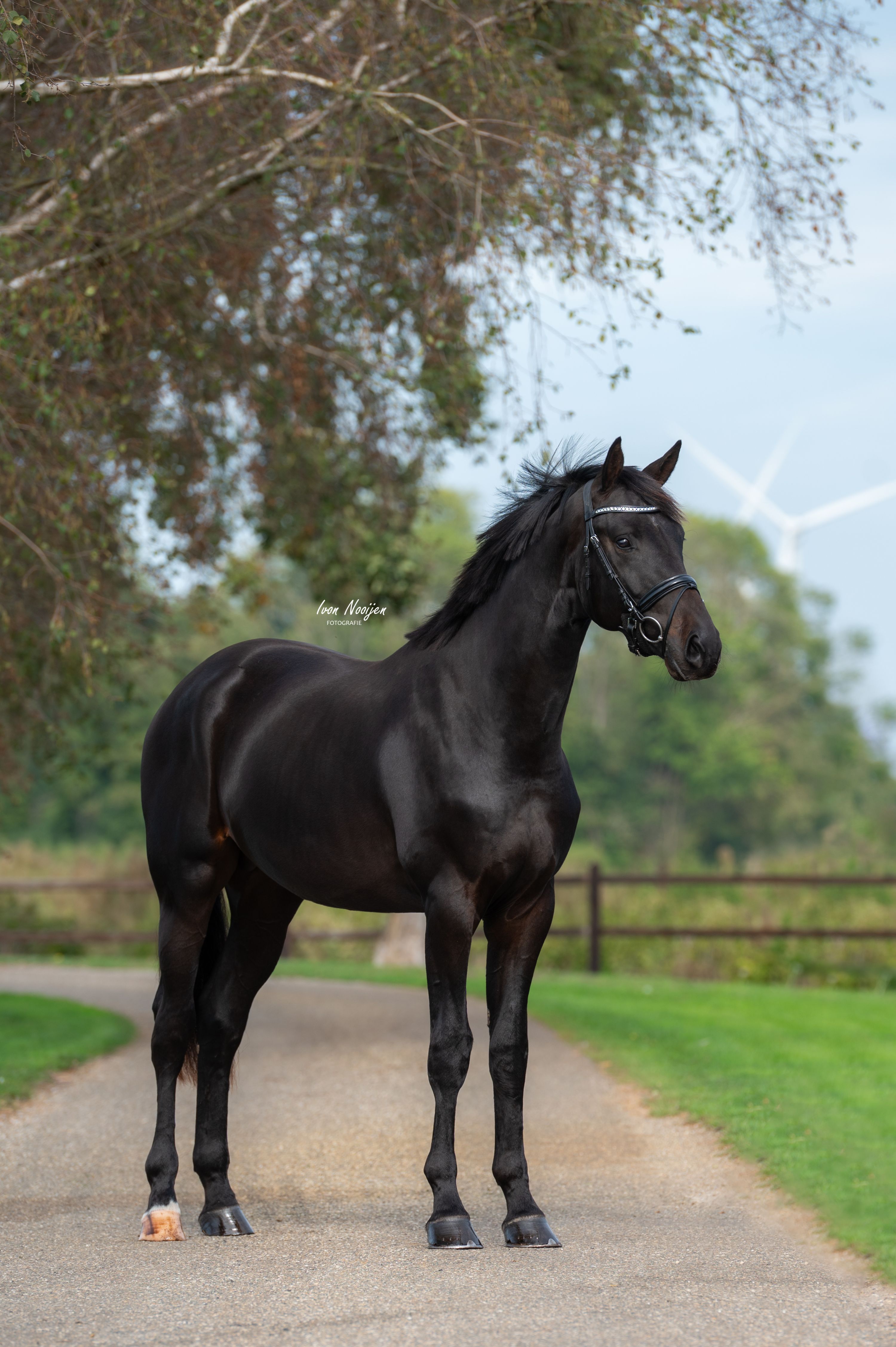 kwpn dressuurpaard hengst 2 years old donkerbruin for sale - Photo 2