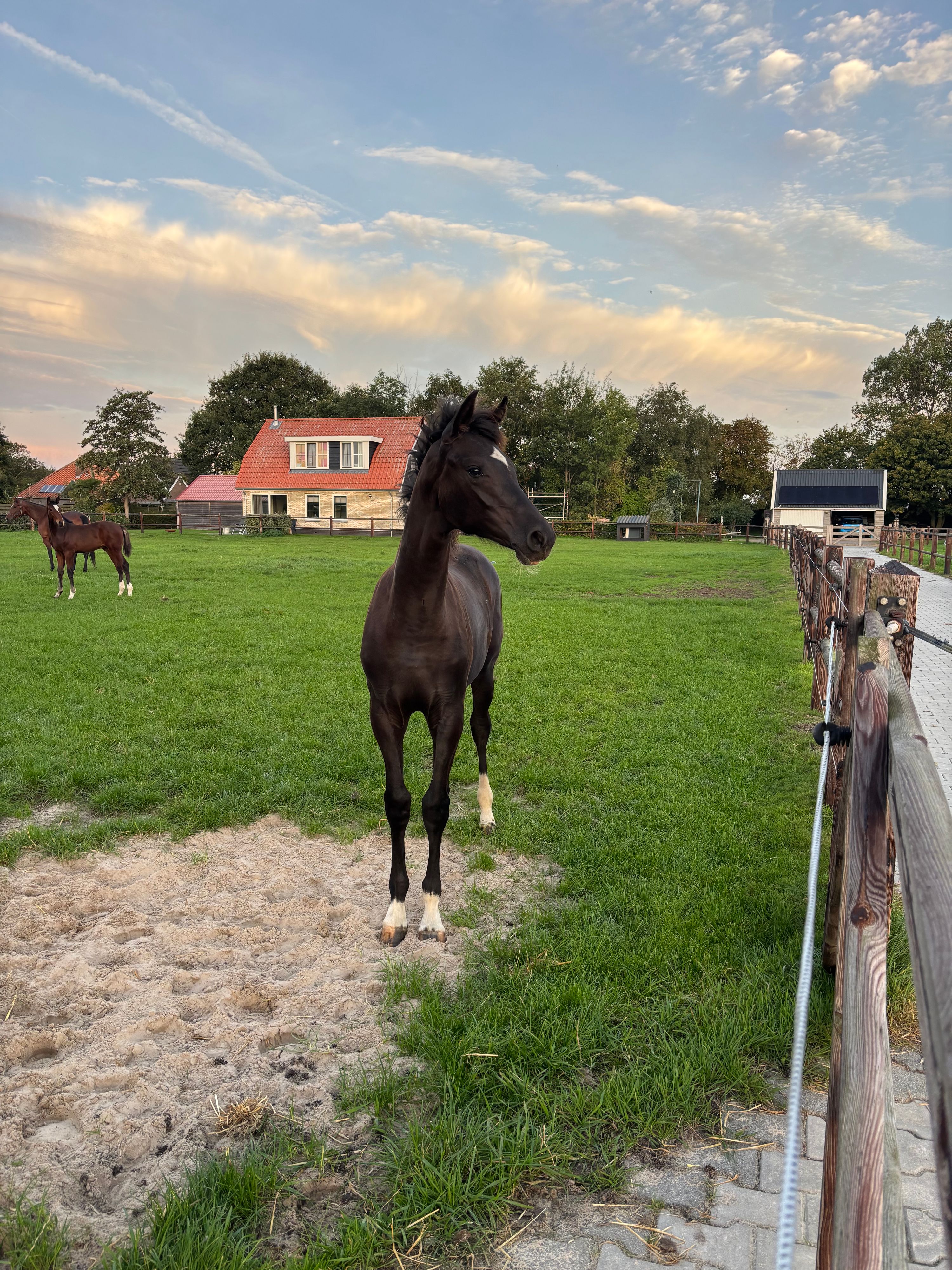 KWPN dressuurpaard merrie 0 år donkerbruin till salu - Foto 2