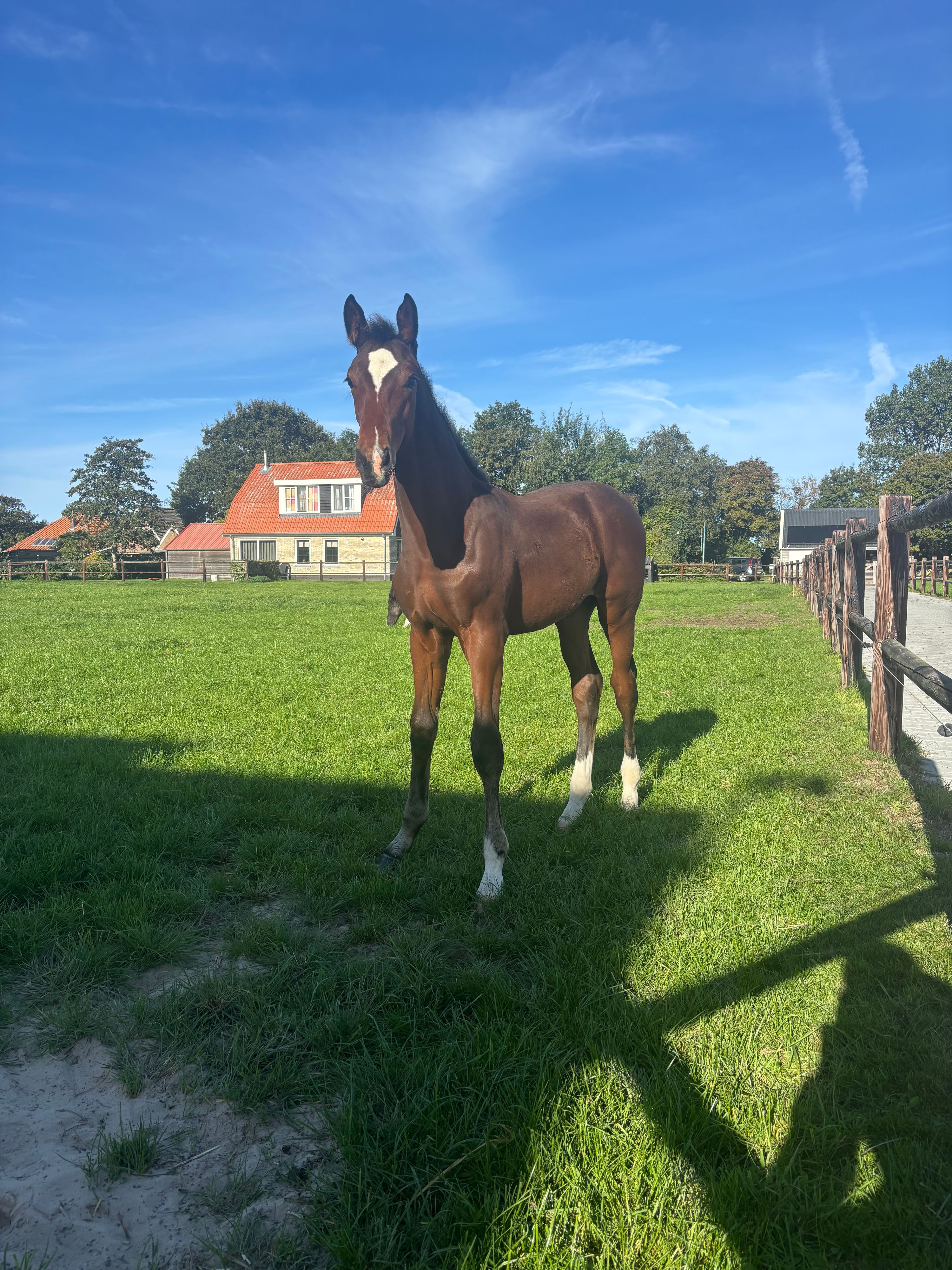 kwpn dressuurpaard hengst 0 jaar donkerbruin te koop - Foto 4