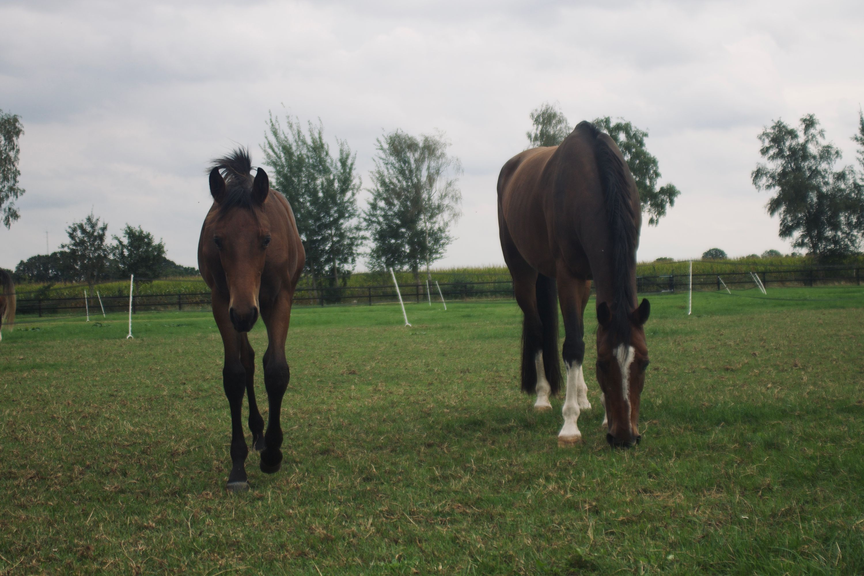 Wicked Willow SCE (F-One USA X Louison Manciais)