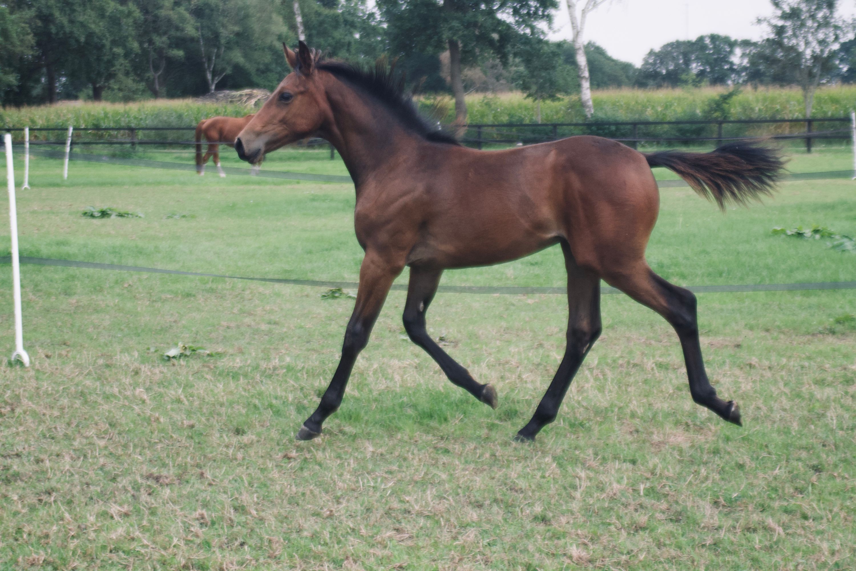 kwpn springpaard merrie 0 jaar bruin te koop - Foto 2