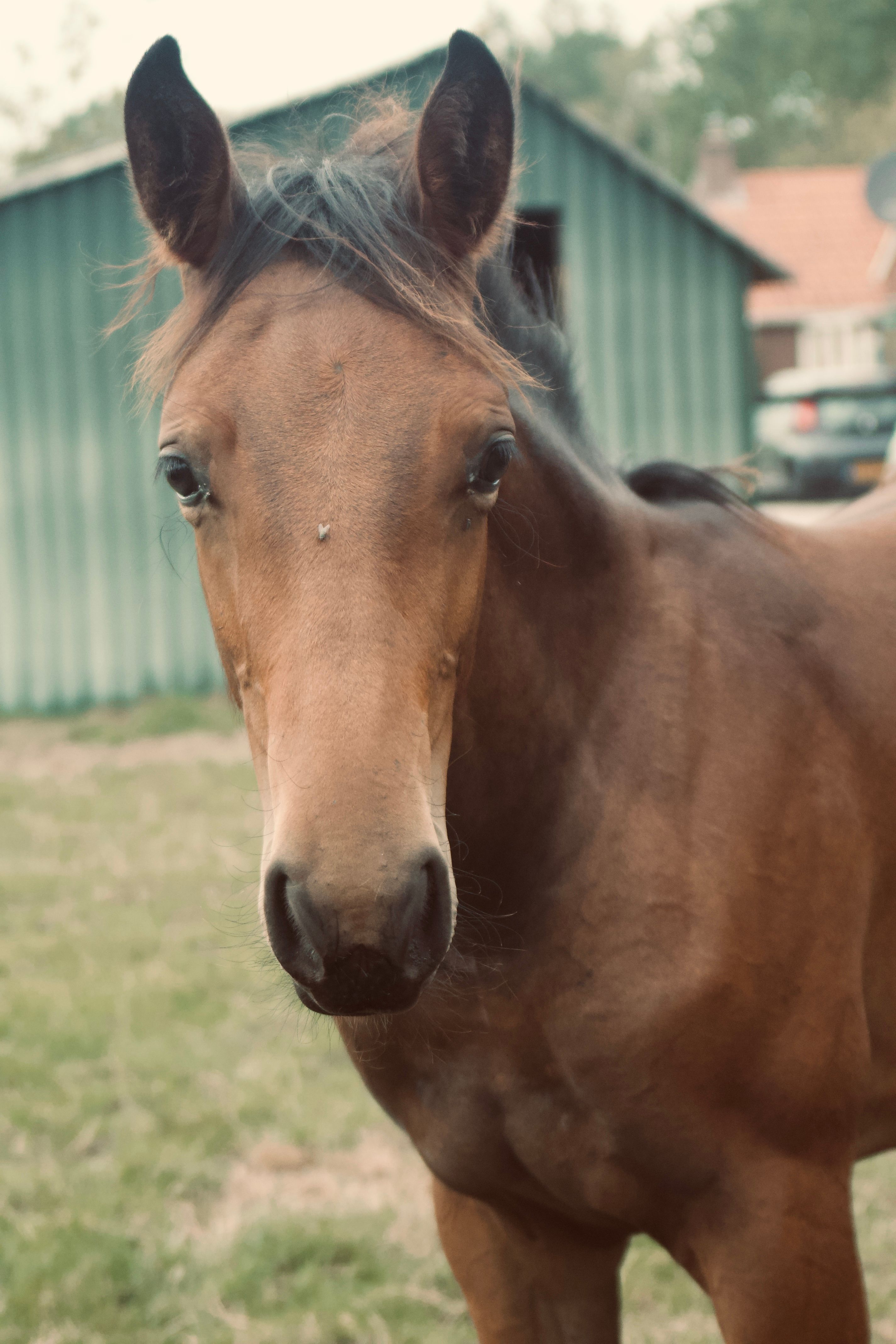 kwpn springpaard merrie 0 jaar bruin te koop - Foto 3