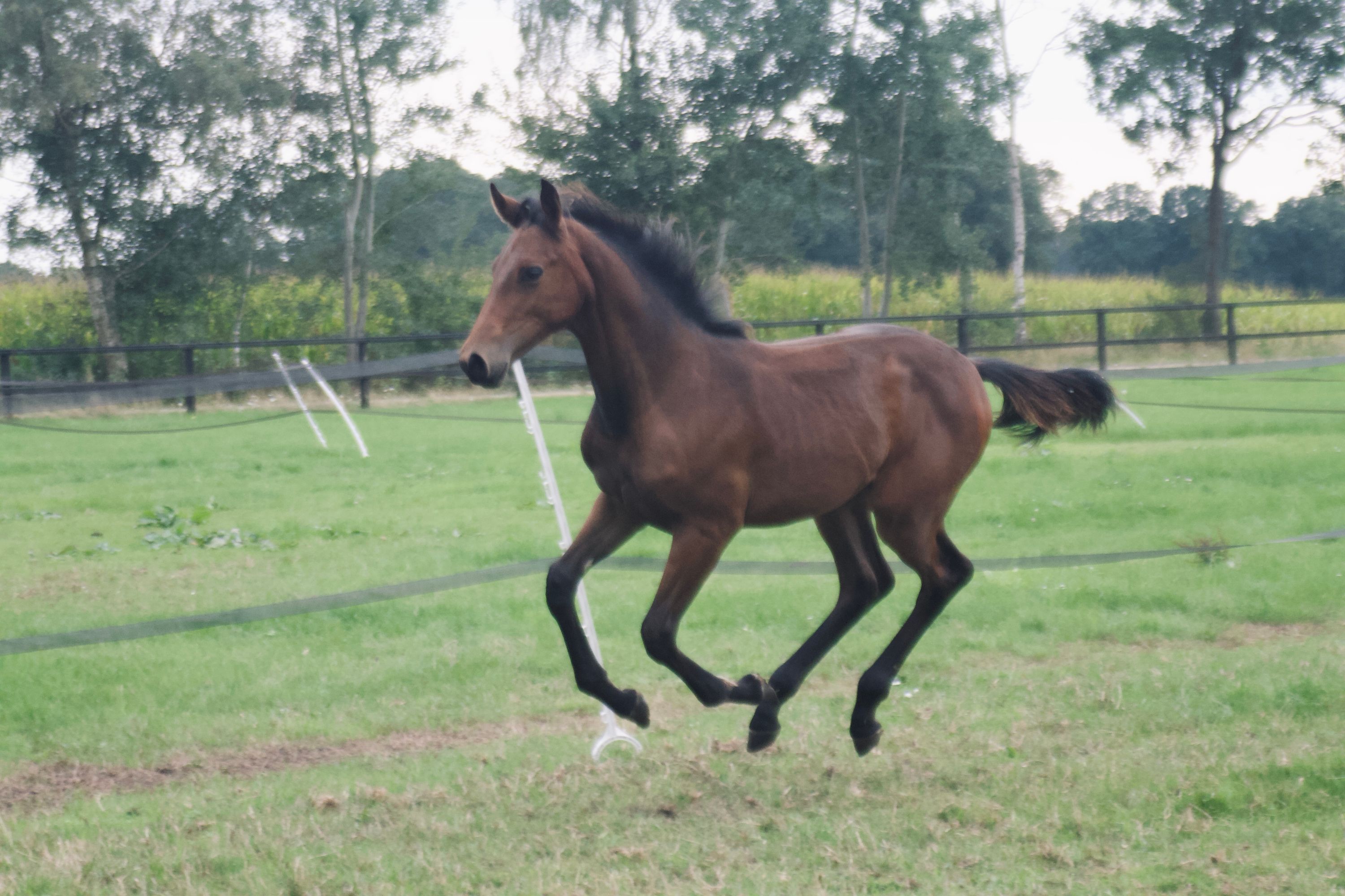 kwpn springpaard merrie 0 jaar bruin te koop - Foto 4