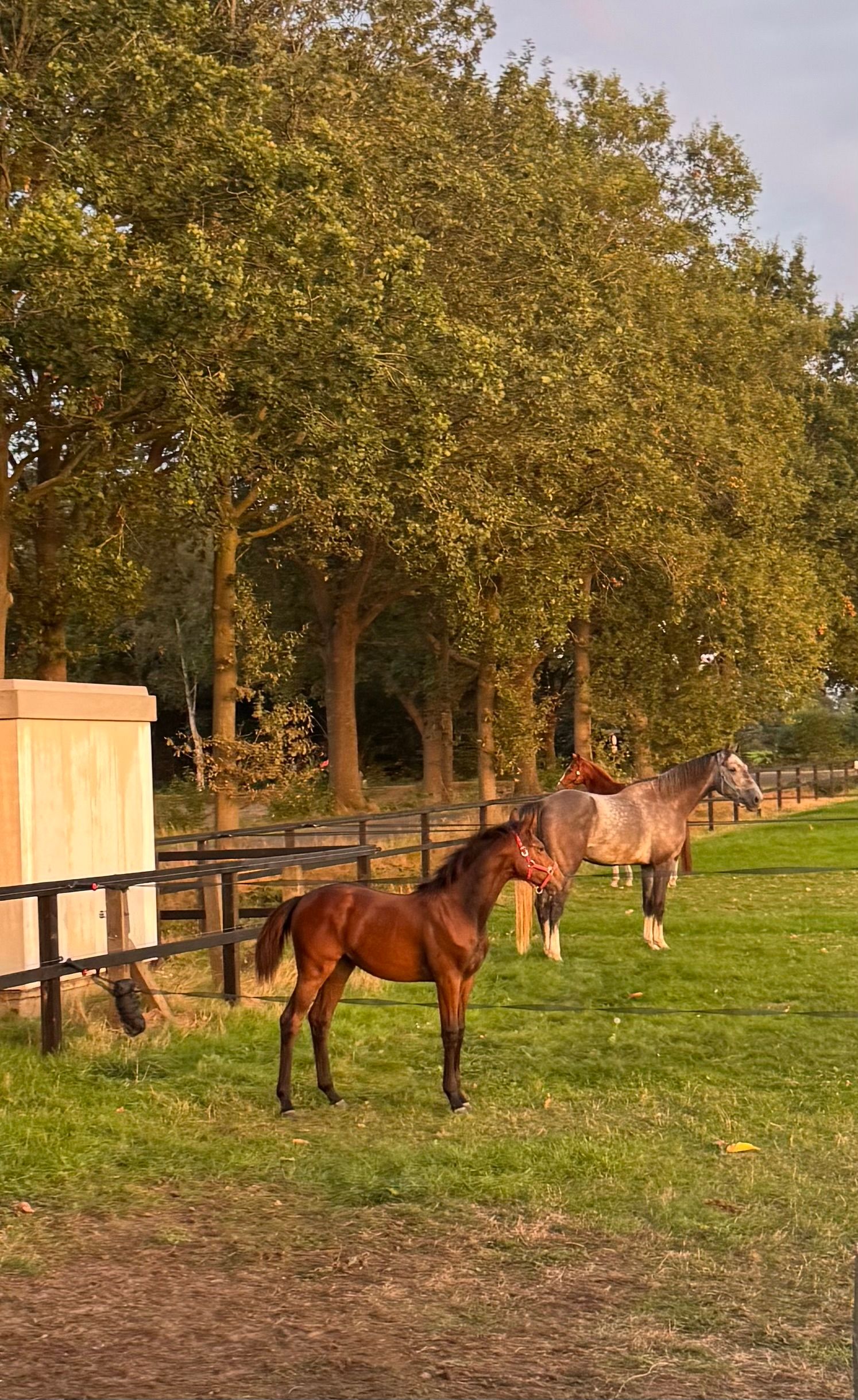 kwpn springpaard merrie 0 jaar bruin te koop - Foto 5