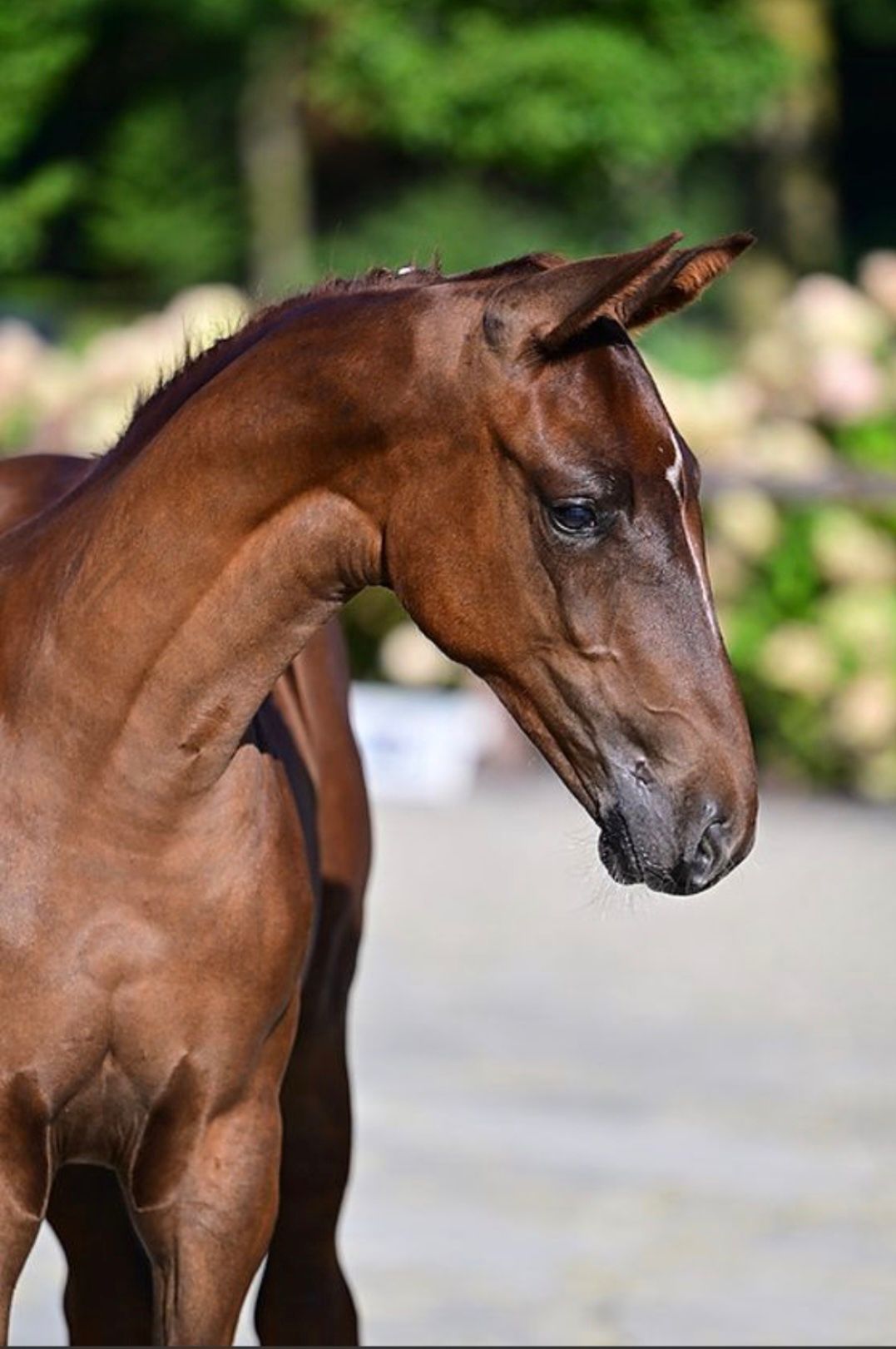 bwp springpaard merrie 0 Jahre alt kastanje zu verkaufen - Foto 3