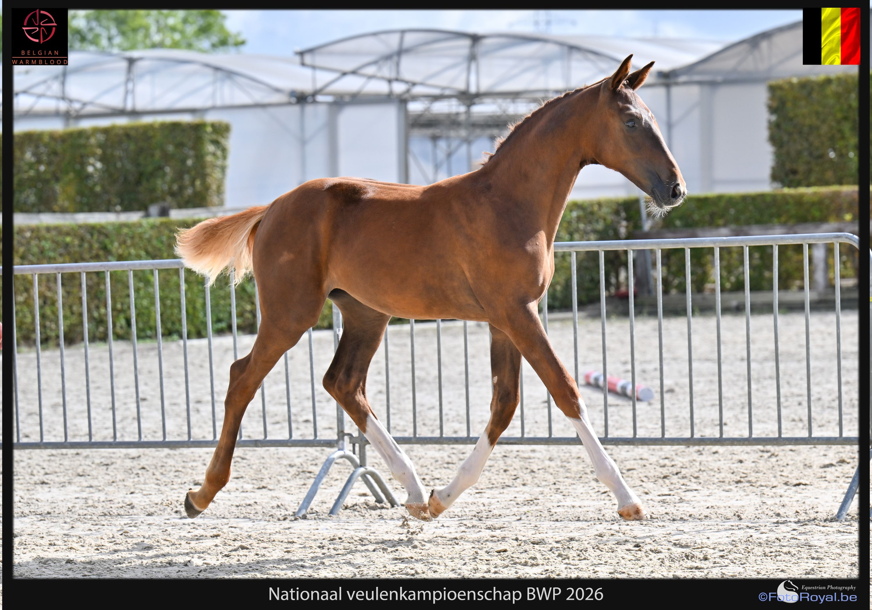 bwp springpaard merrie 0 Jahre alt kastanje zu verkaufen - Foto 5