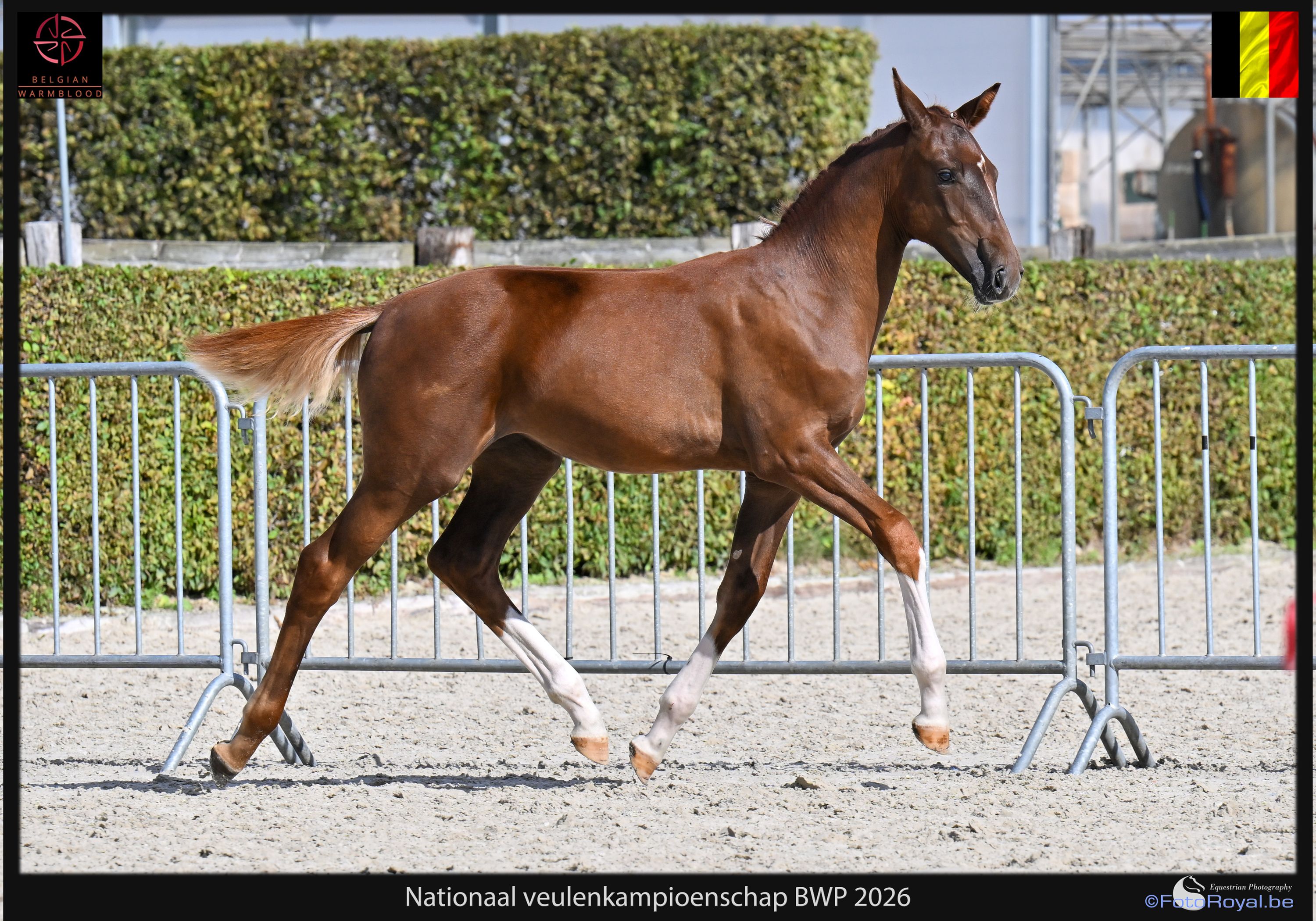 bwp springpaard merrie 0 Jahre alt kastanje zu verkaufen - Foto 6