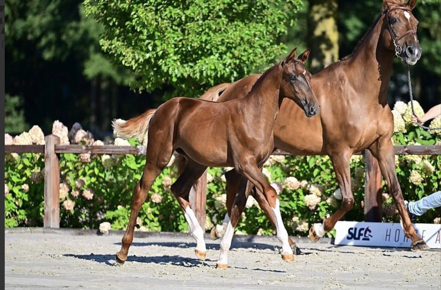 bwp springpaard merrie 0 Jahre alt kastanje zu verkaufen - Foto 2