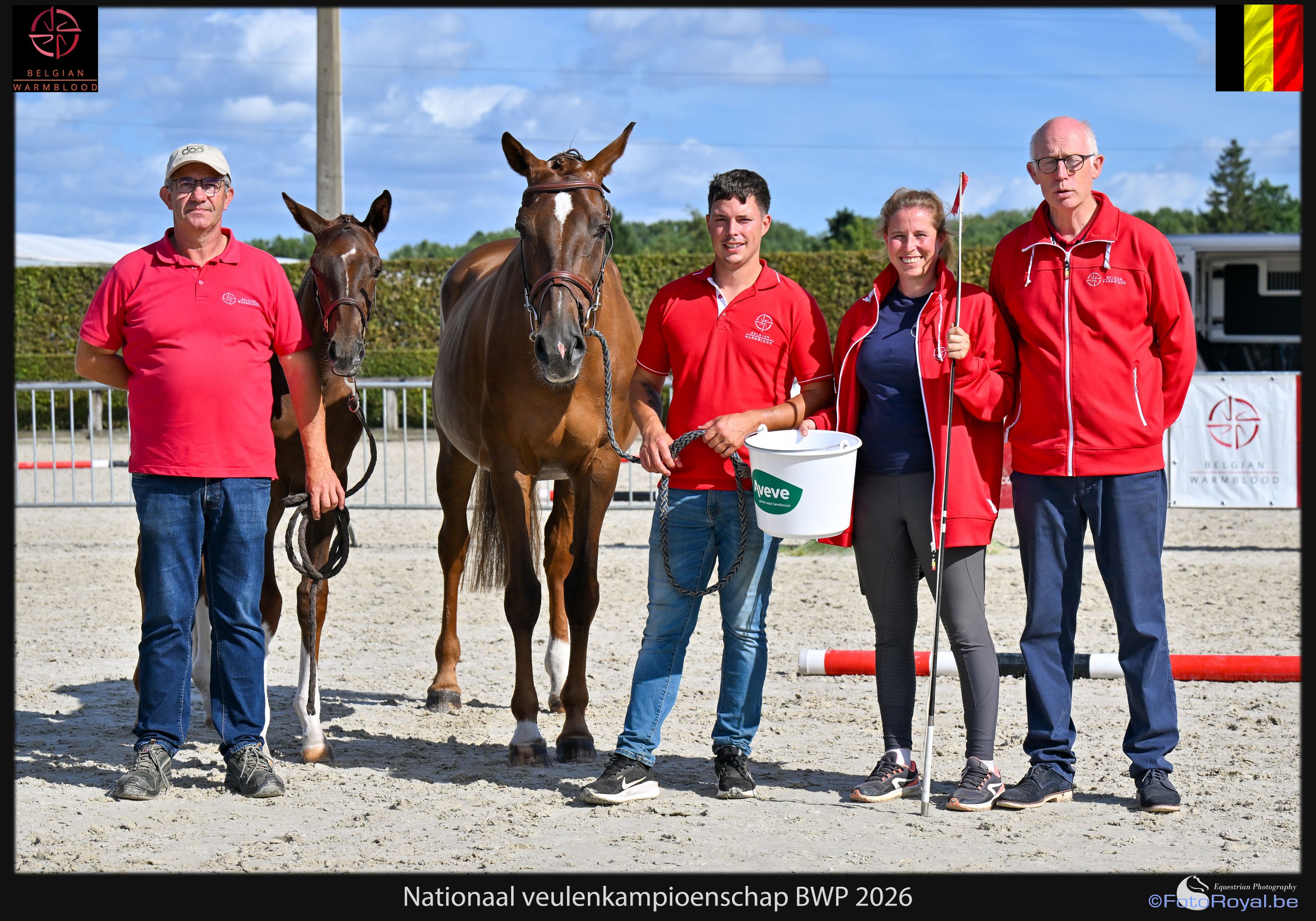 bwp springpaard merrie 0 Jahre alt kastanje zu verkaufen - Foto 4