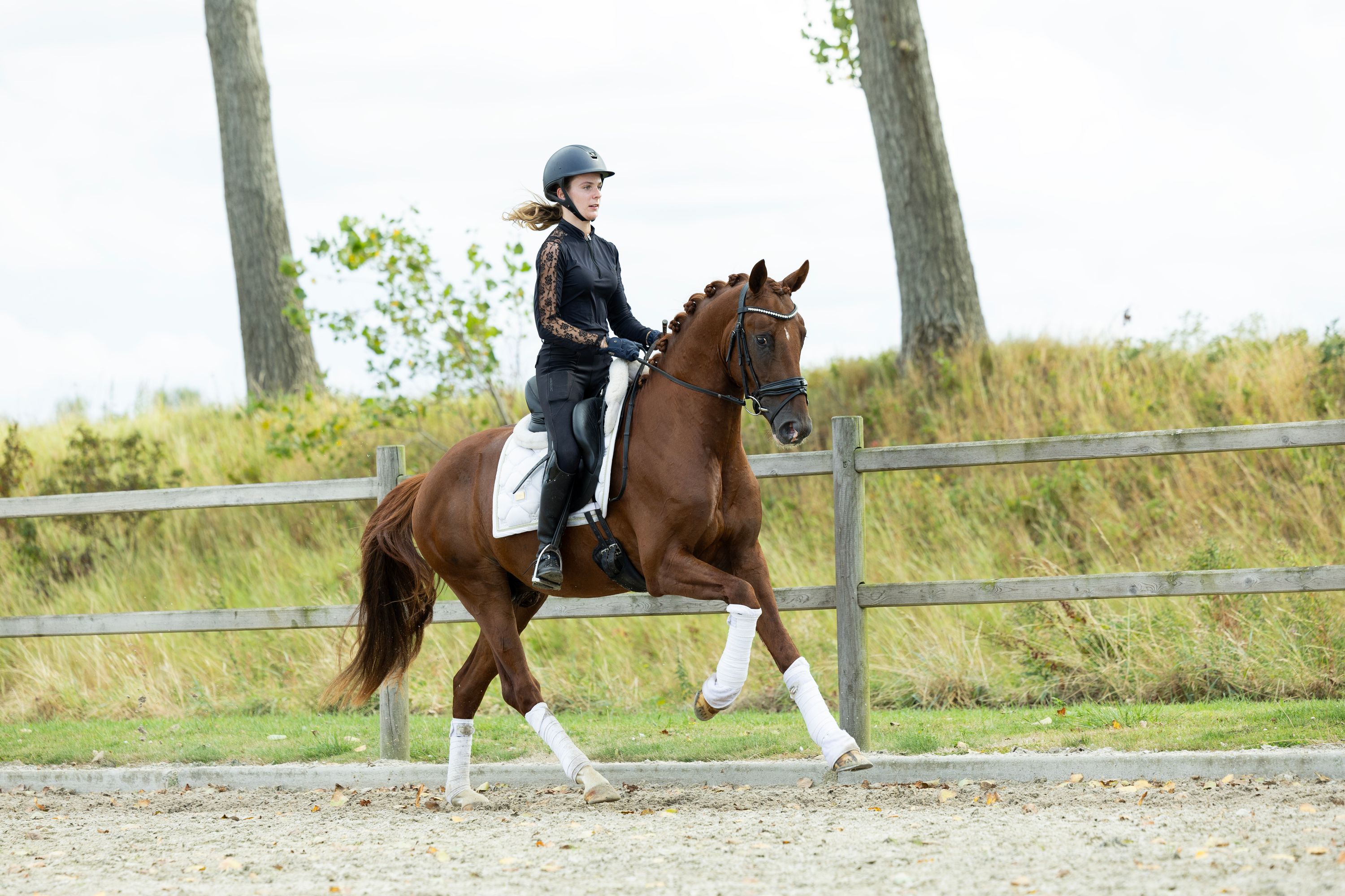 kwpn dressuurpaard ruin 3 år vos till salu - Foto 4
