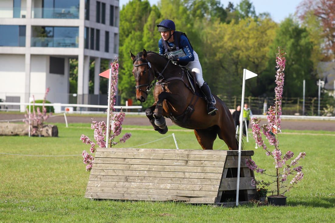 ander eventingpaard ruin 6 år donkerbruin till salu - Foto 3