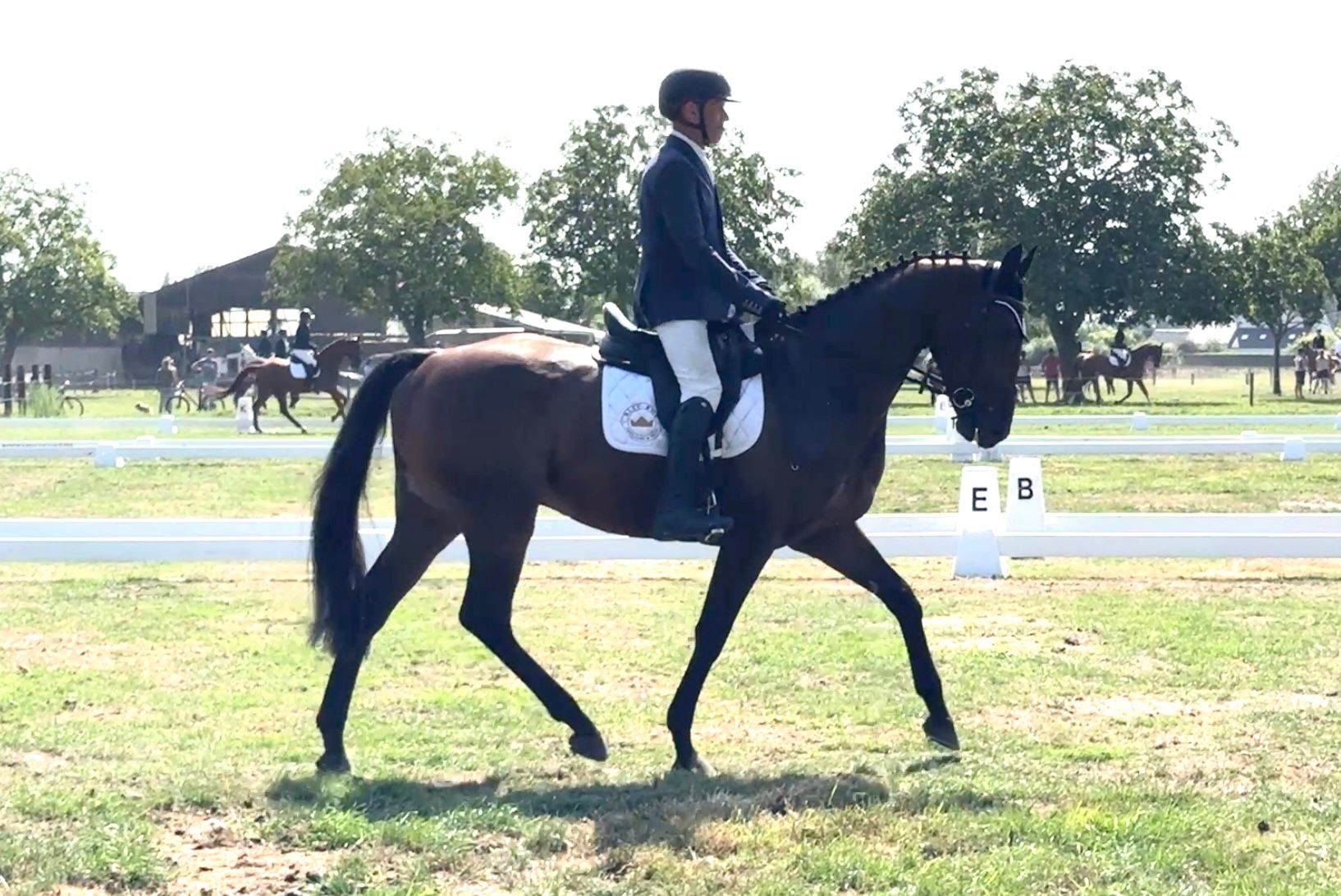 ander eventingpaard ruin 6 år donkerbruin till salu - Foto 4