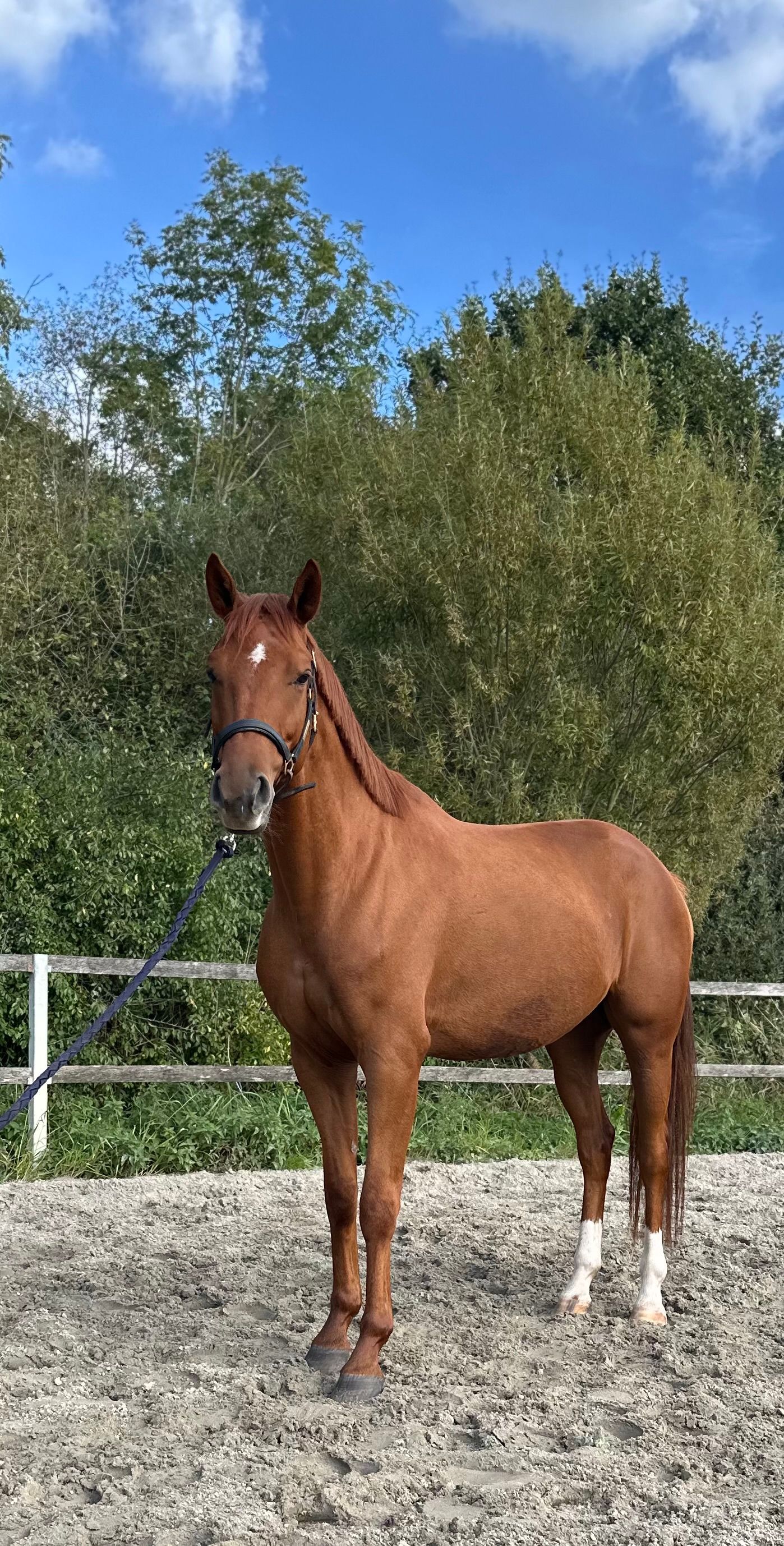 kwpn dressuurpaard ruin 5 år vos till salu - Foto 3
