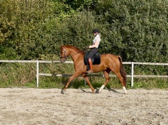 kwpn dressuurpaard ruin 5 år vos till salu - Foto 5