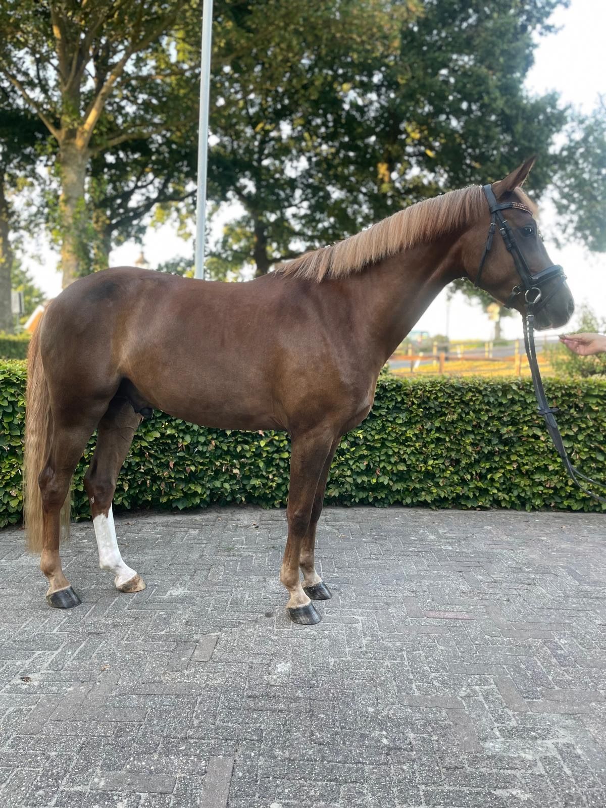 nrps allround-pony ruin 4 år vos till salu - Foto 4