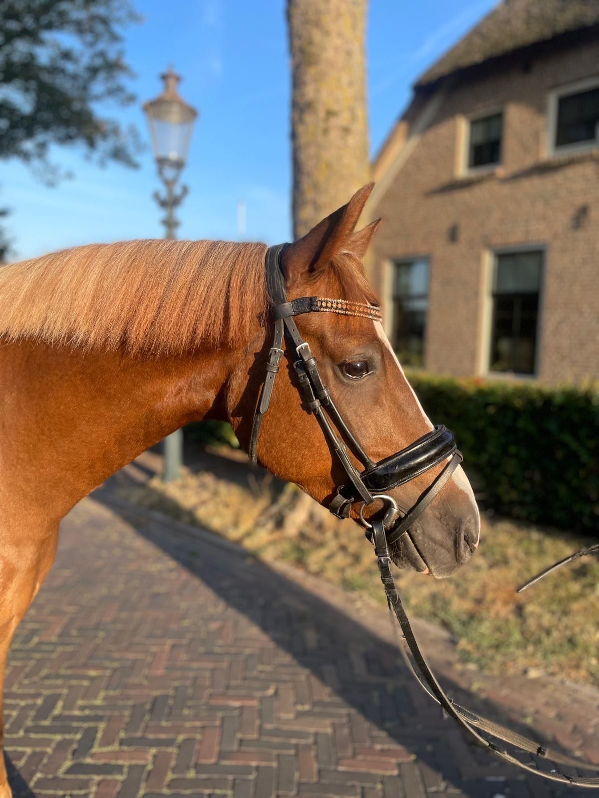 nrps allround-pony ruin 4 år vos till salu - Foto 2