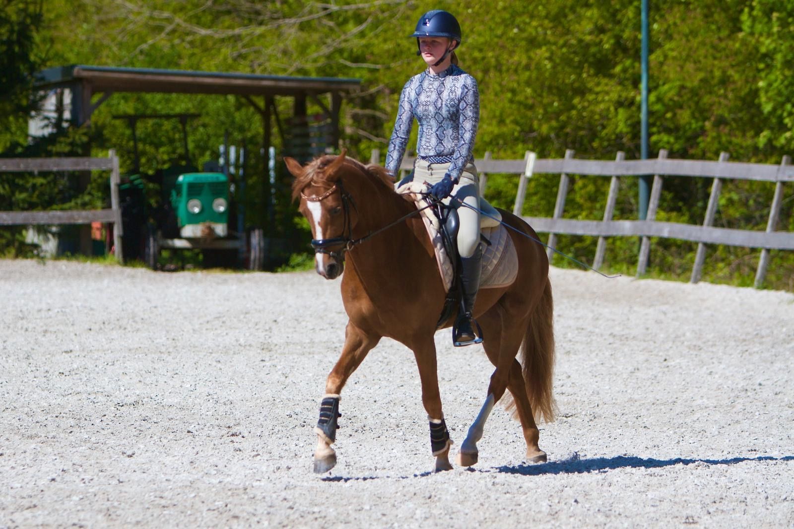 nrps allround-pony ruin 4 år vos till salu - Foto 3