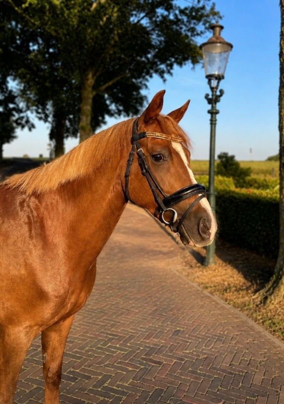 nrps allround-pony ruin 4 år vos till salu - Foto 5