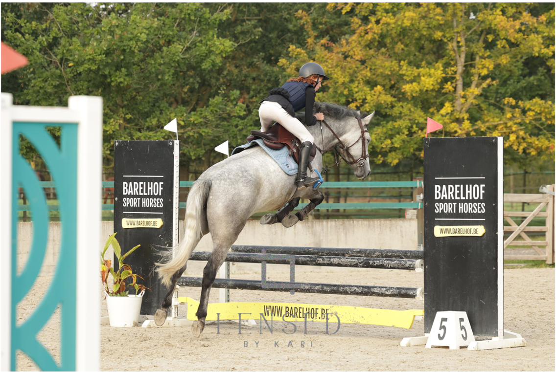bwp springpony merrie 5 años schimmel en venta - Foto 2
