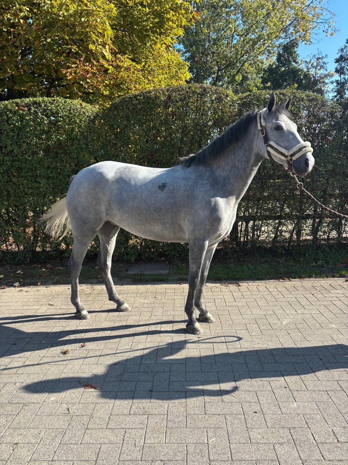 bwp springpony merrie 5 años schimmel en venta - Foto 5