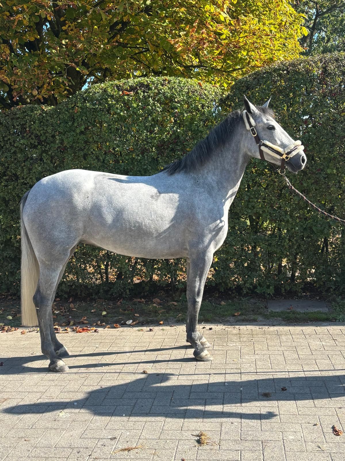 bwp springpony merrie 5 años schimmel en venta - Foto 4