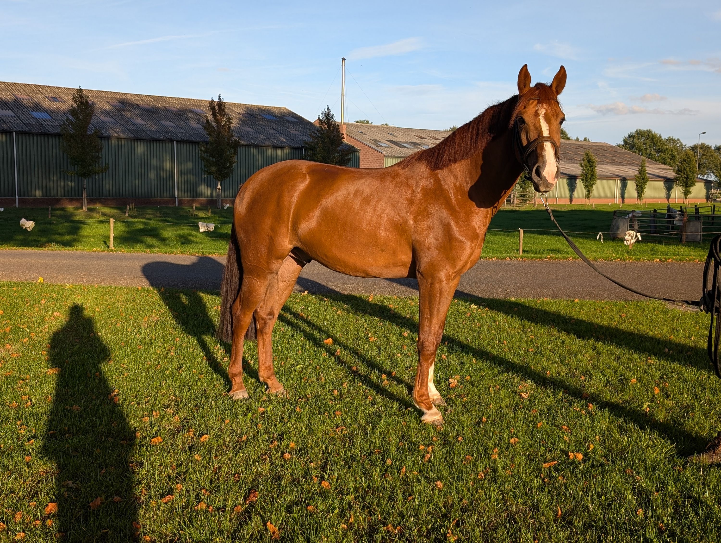 Showjumper 4-year-old