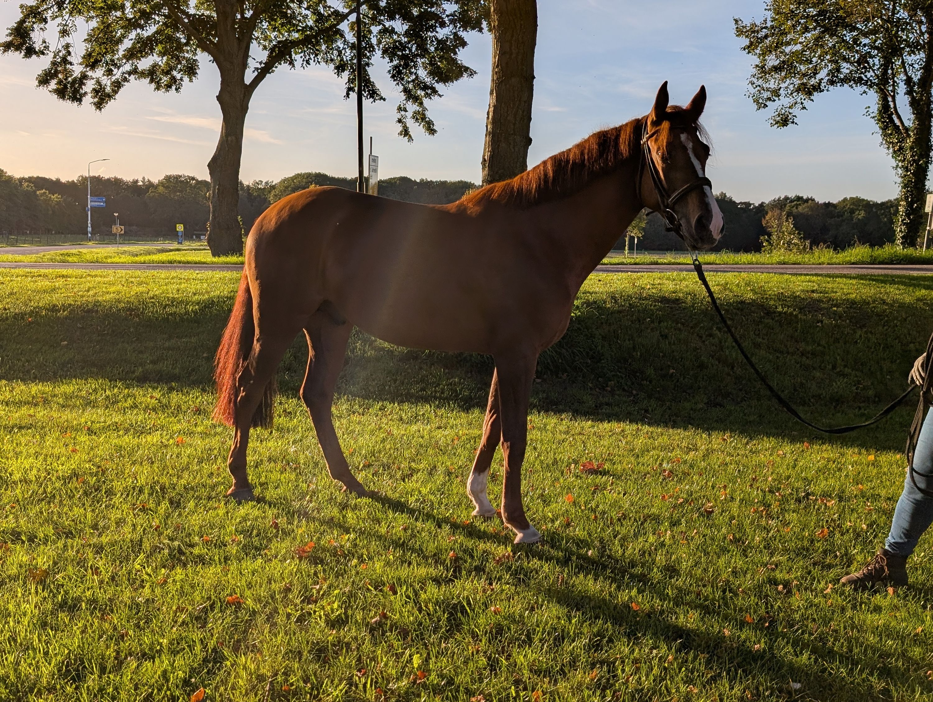 kwpn springpaard ruin 4 år vos till salu - Foto 2