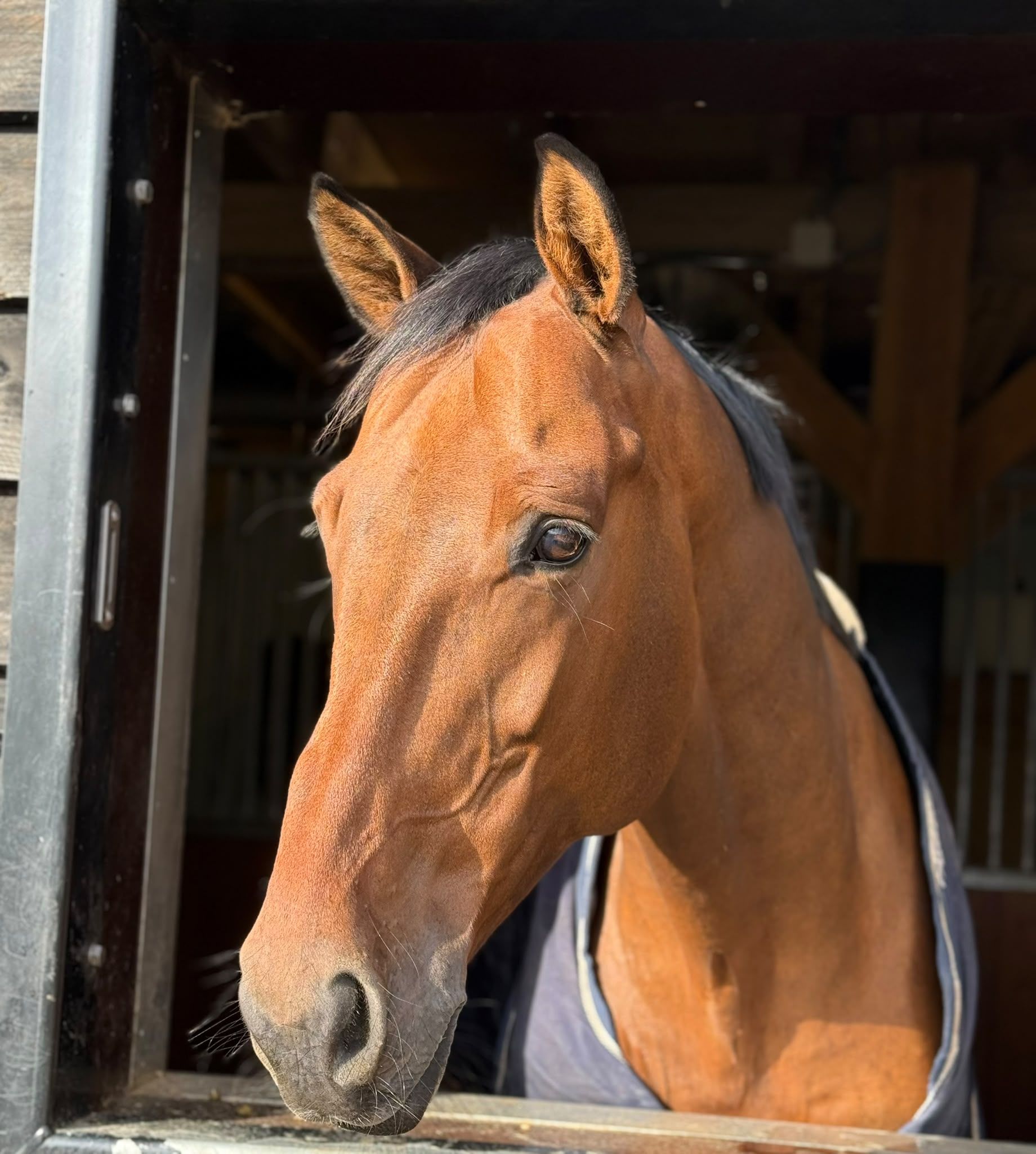 kwpn springpaard ruin 11 years old bruin for sale - Photo 3