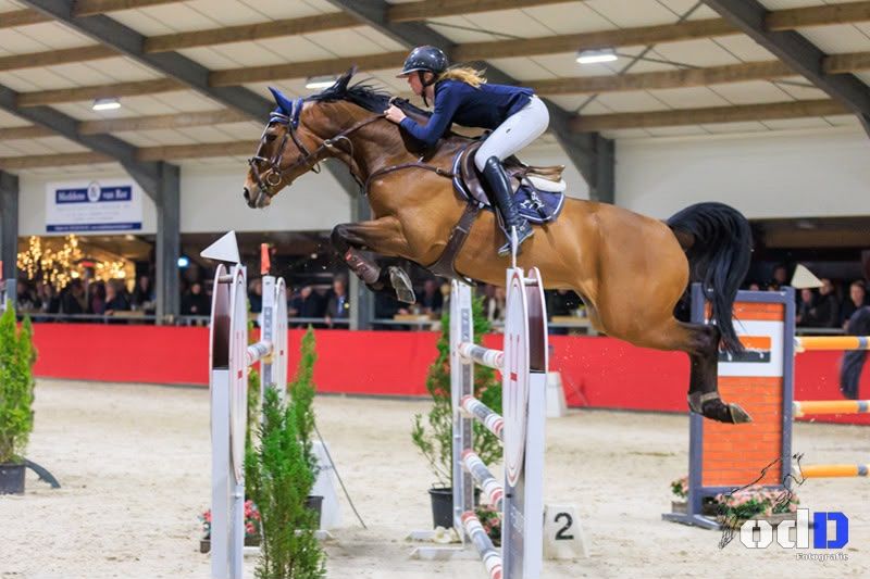 Experienced gelding 11 years
