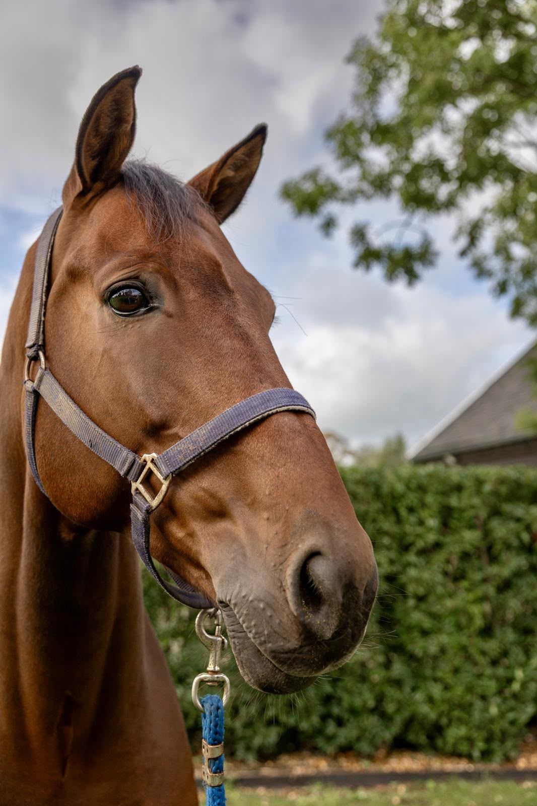 kwpn springpaard ruin 11 years old bruin for sale - Photo 4