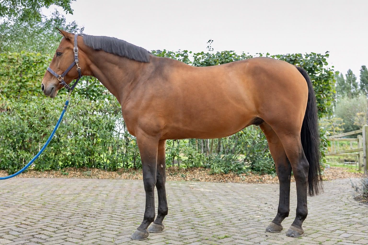 kwpn springpaard ruin 11 years old bruin for sale - Photo 2