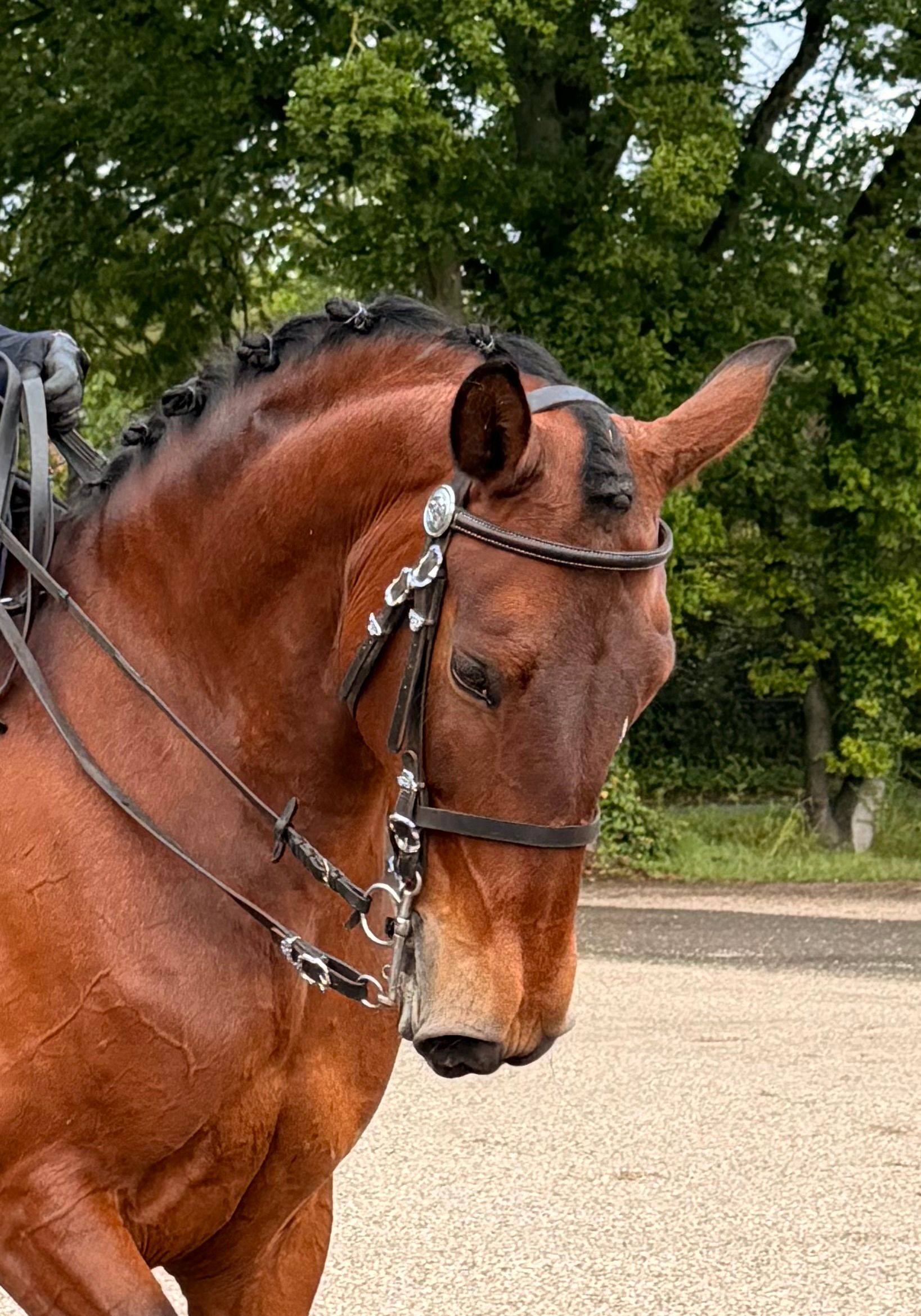 9-jährige Lusitano Stute, super Charakter