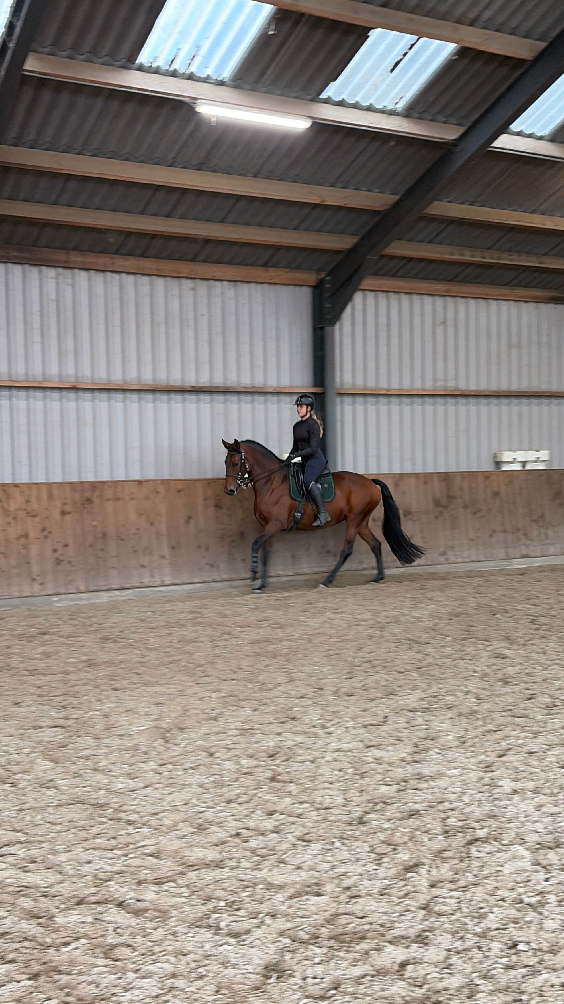 lusitano dressuurpaard merrie 9 años kastanje en venta - Foto 3