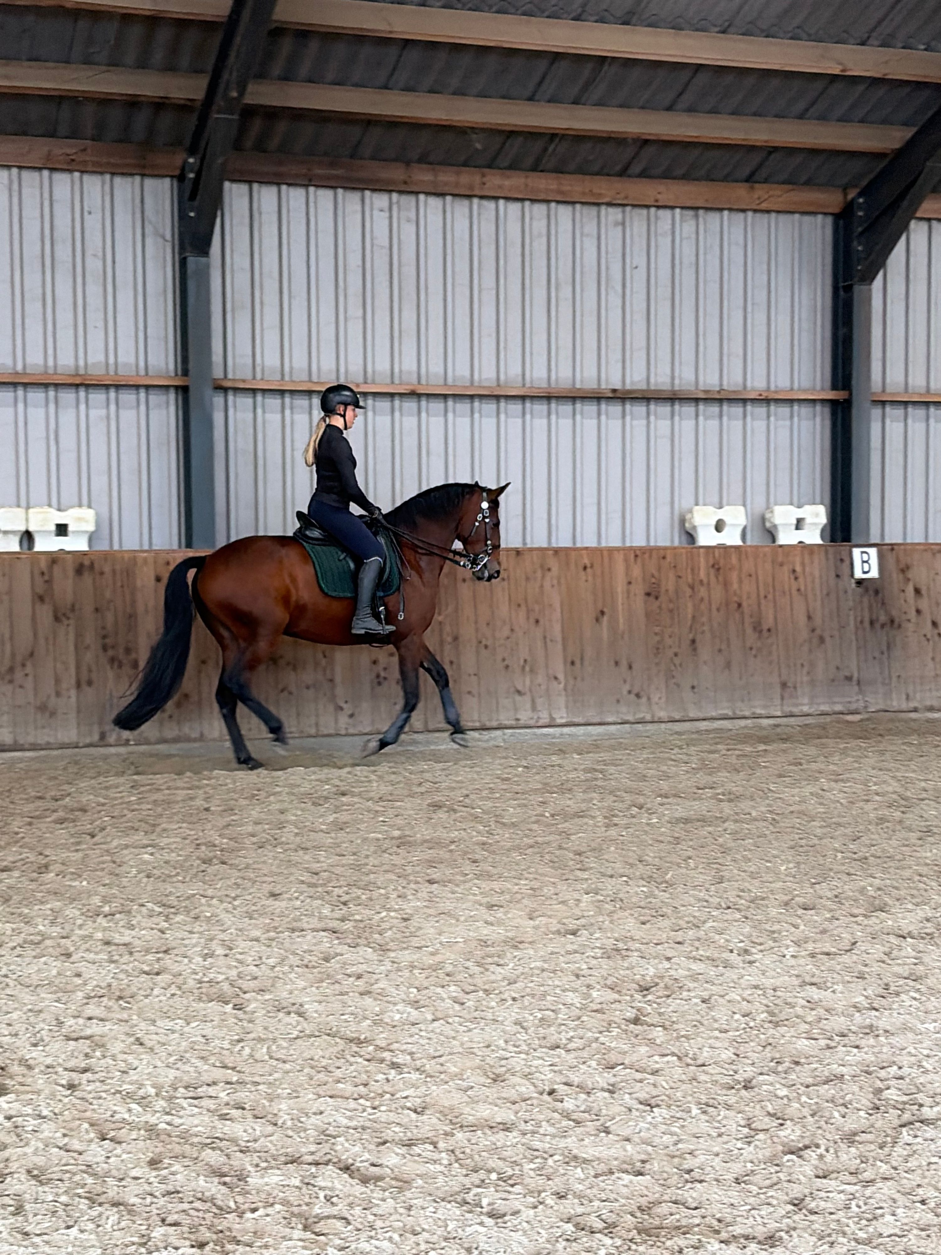 lusitano dressuurpaard merrie 9 años kastanje en venta - Foto 4